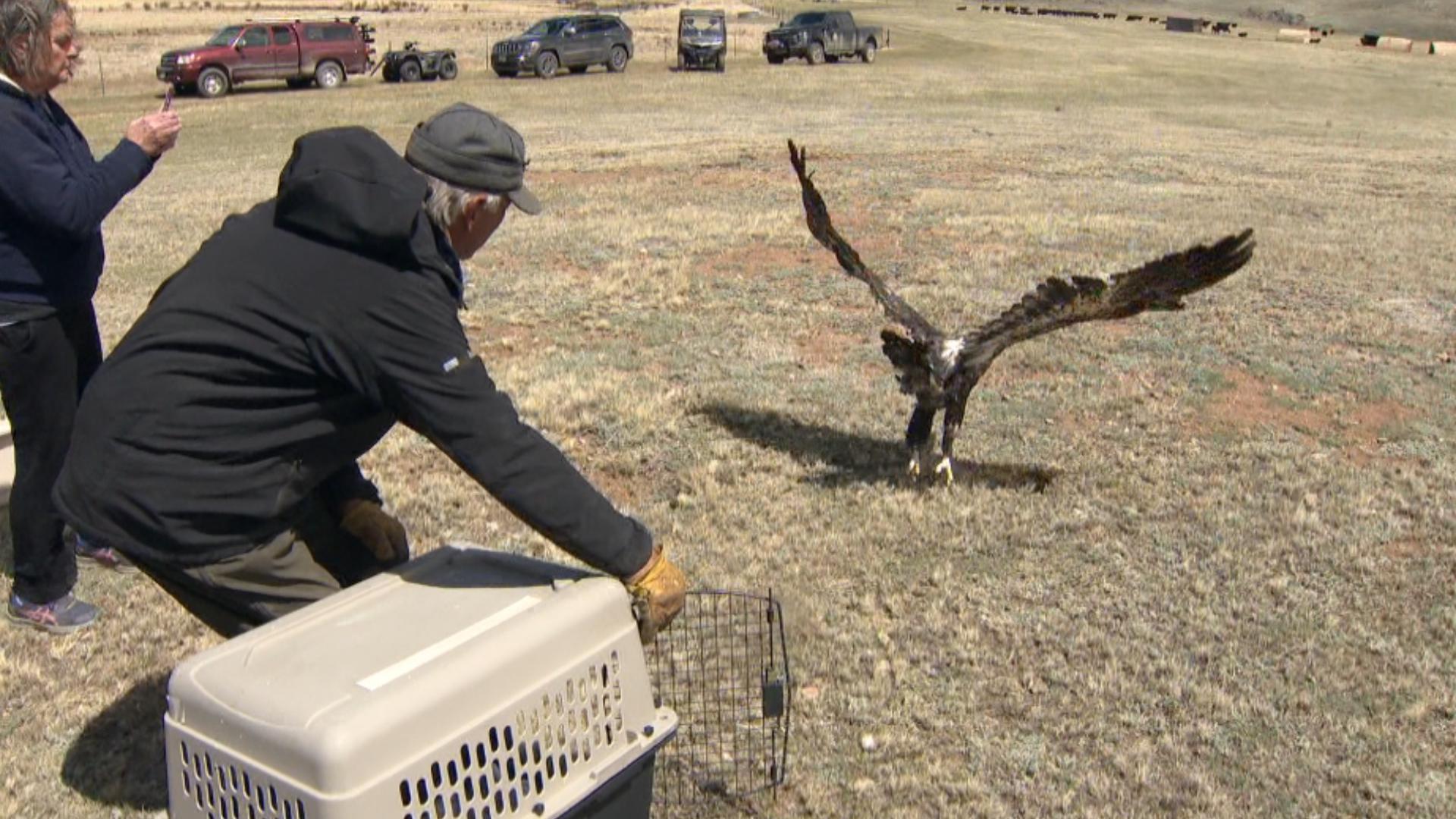 A Bald Eagle was released one year after it was saved by ranchers and CPW, and rehabbed by Birds of Prey Rehab Center.