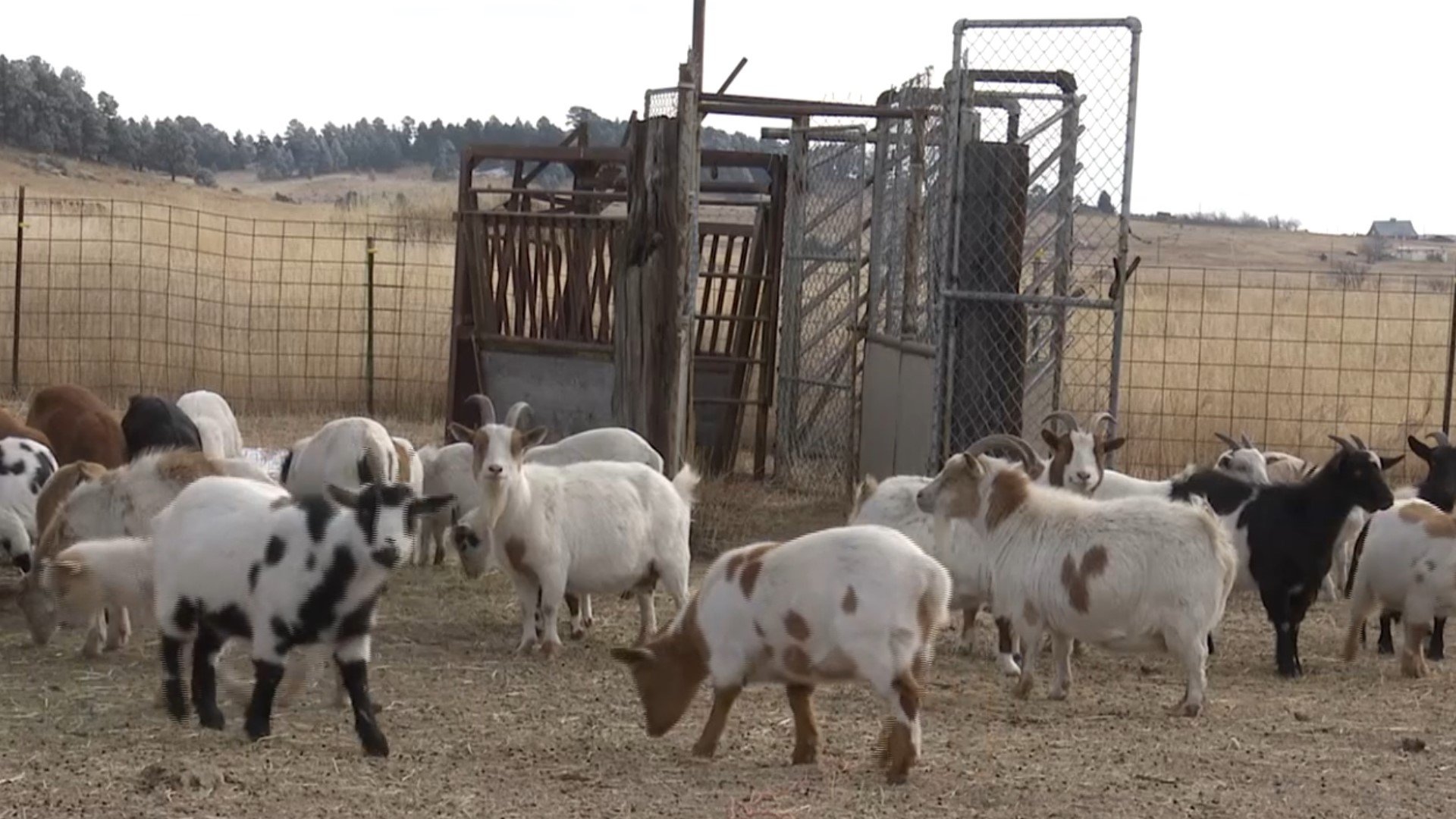 An animal sanctuary rescued 58 goats, and then found out 17 were pregnant— now, the sanctuary needs help supporting nearly 90 goats, as our news partner KRDO reports