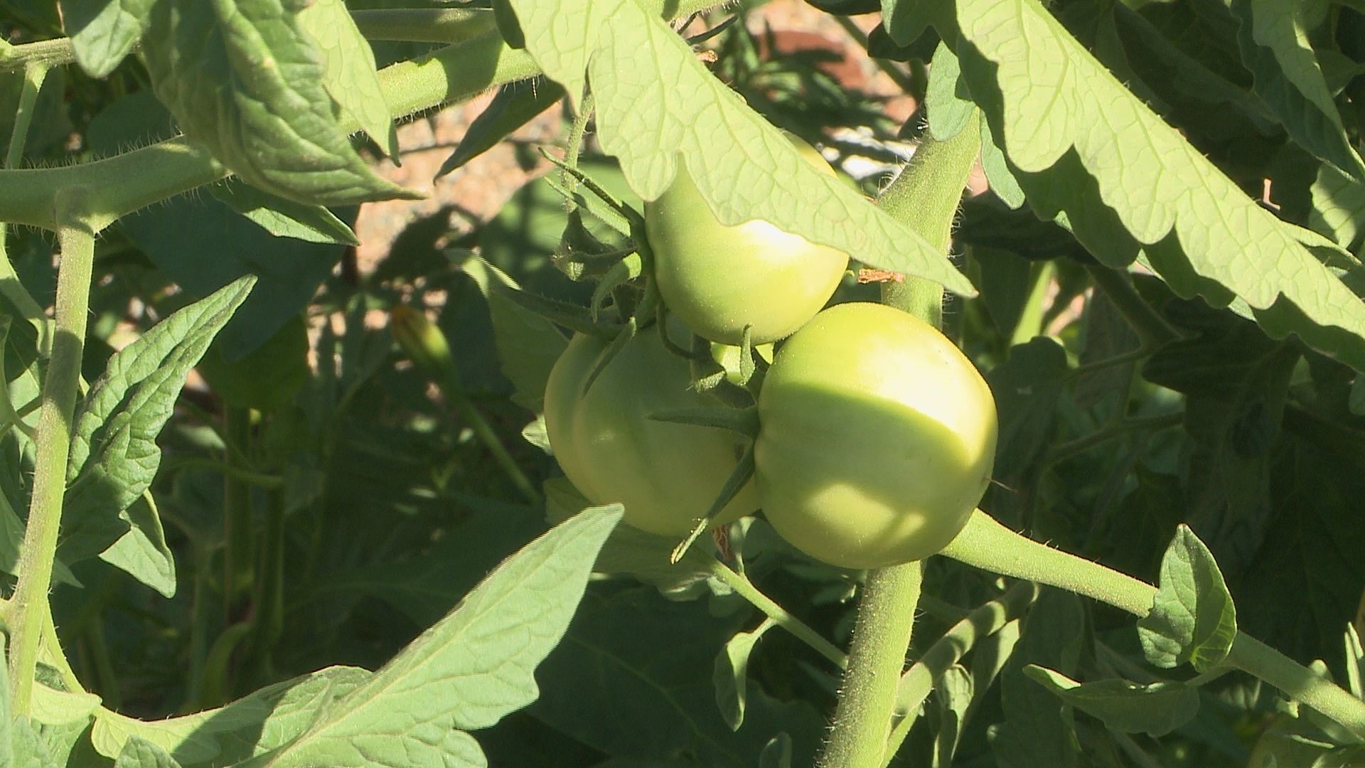 Even with the August heat, you can have a vegetable garden that flourishes.