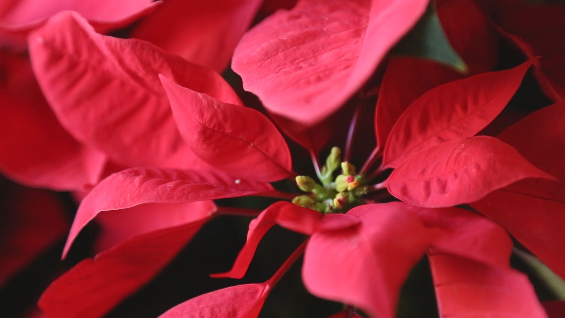 9NEWS Garden Expert Rob Proctor shares tips on caring for holiday poinsettias.