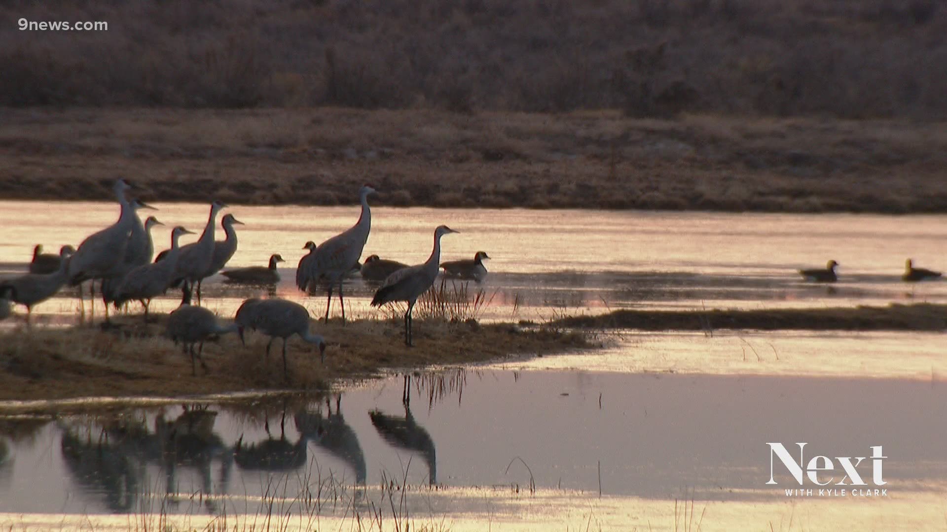 Since last March, so many flights have been canceled due to the pandemic. The sandhill cranes at the Monte Vista National Wildlife Refuge are an exception.