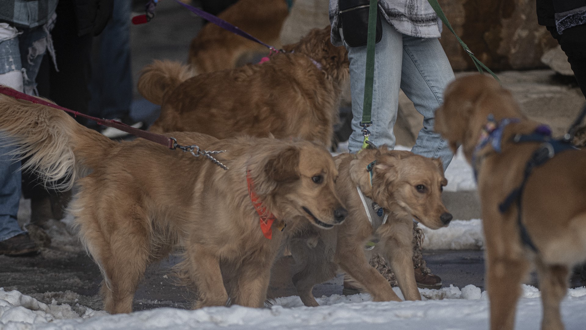 Thousands of golden retrievers are gathering in Golden, Colorado