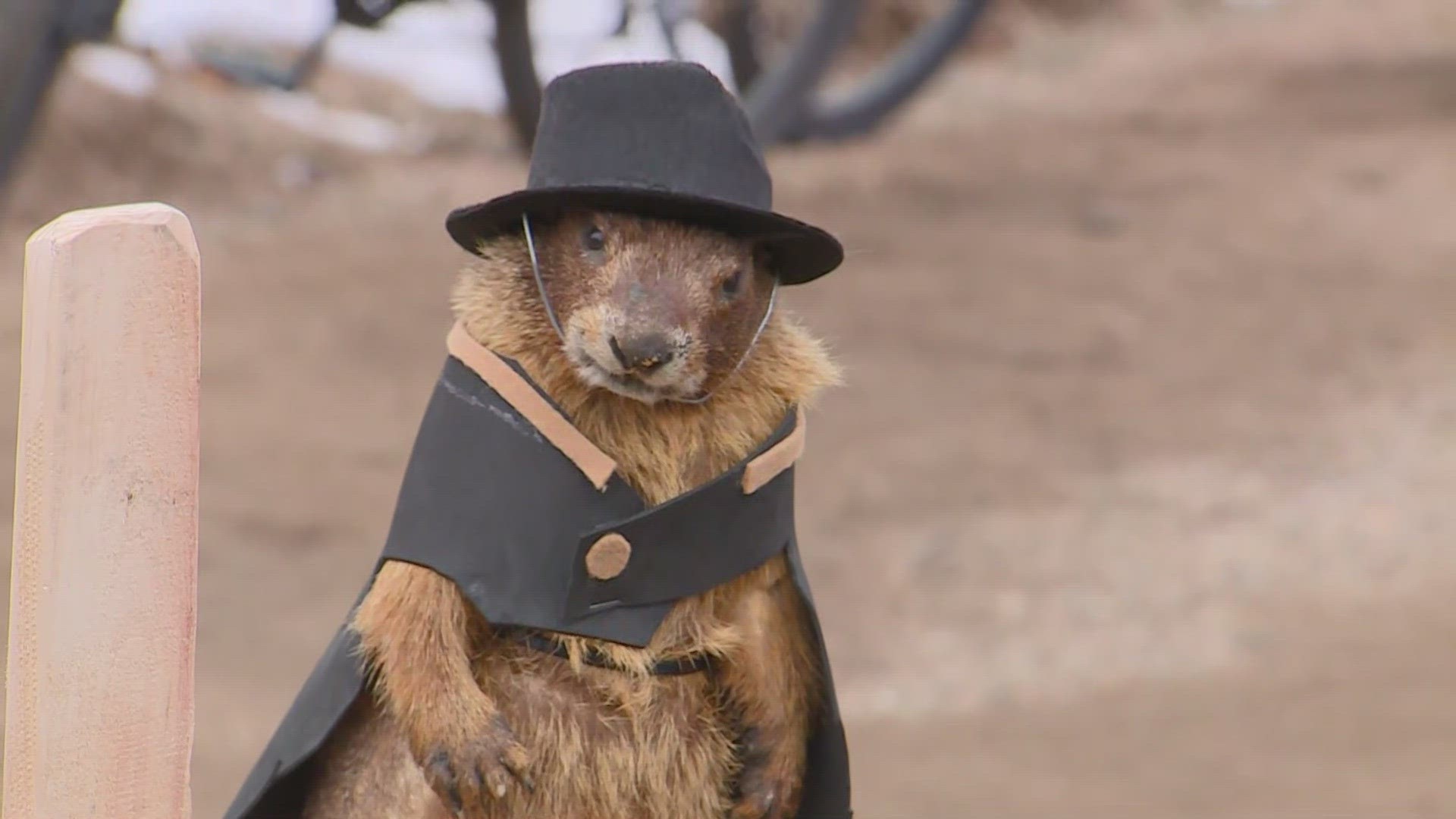 Boulder's deceased, stuffed, top hat-wearing yellow-bellied marmot made his annual prediction Friday morning.