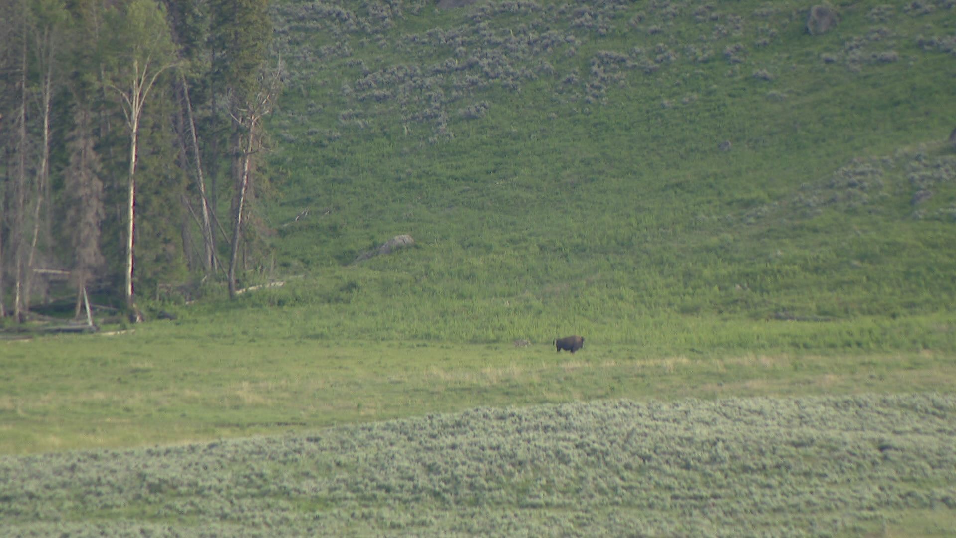 A wolf approaches a bison in Yellowstone.