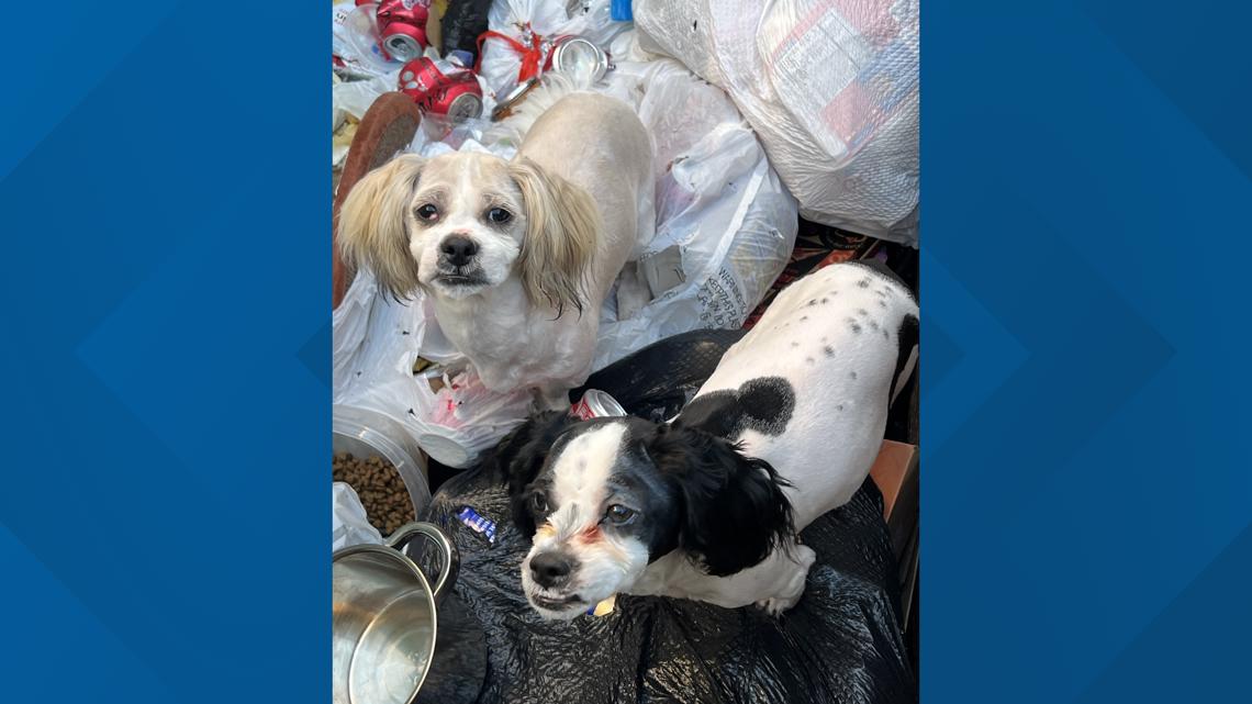 Puppies Found Abandoned in Longmont Dumpster