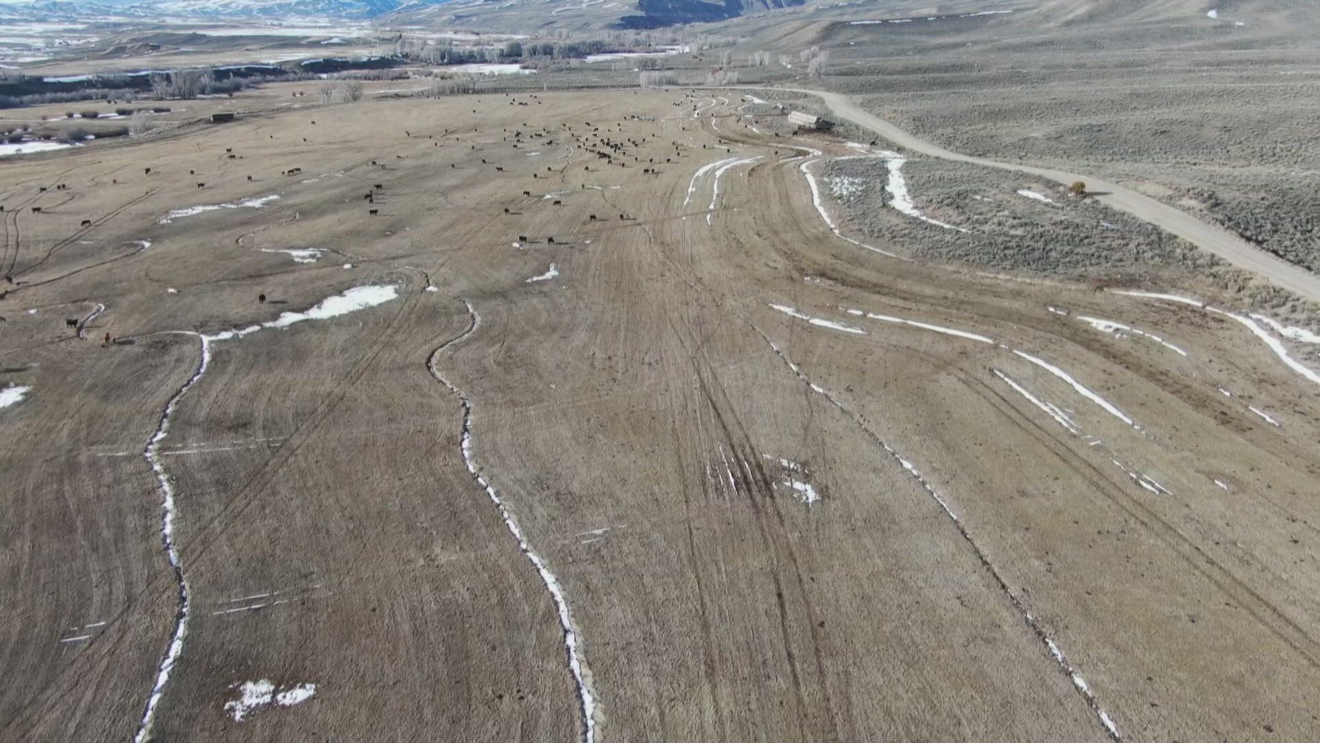 The cow was killed on the same ranch where four yearling cattle deaths were reported in April, according to the Middle Park Stockgrowers Association.