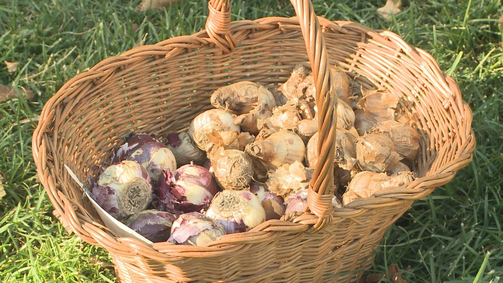 Late fall is when spring bulbs need to be planted. 9NEWS Garden Expert Rob Proctor shows you how.