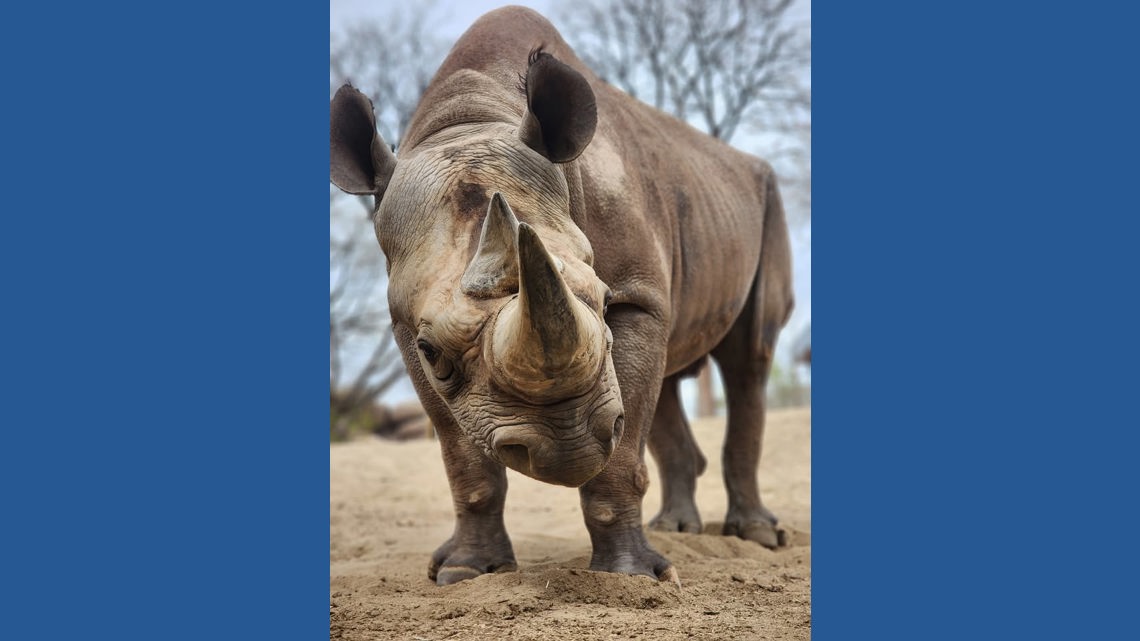 Beloved black rhino Rudy euthanized after chronic health conditions progressed, Denver Zoo says