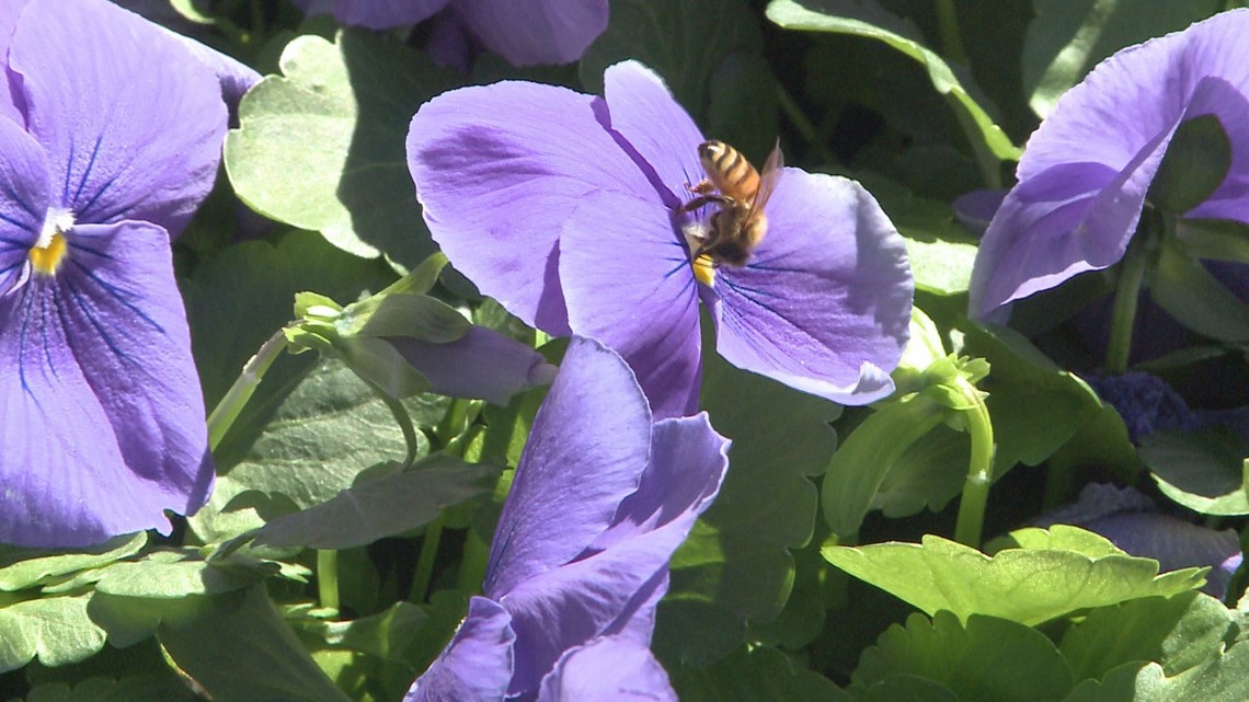 Proctor's Garden: Don't wait until Mother's Day to start planting
