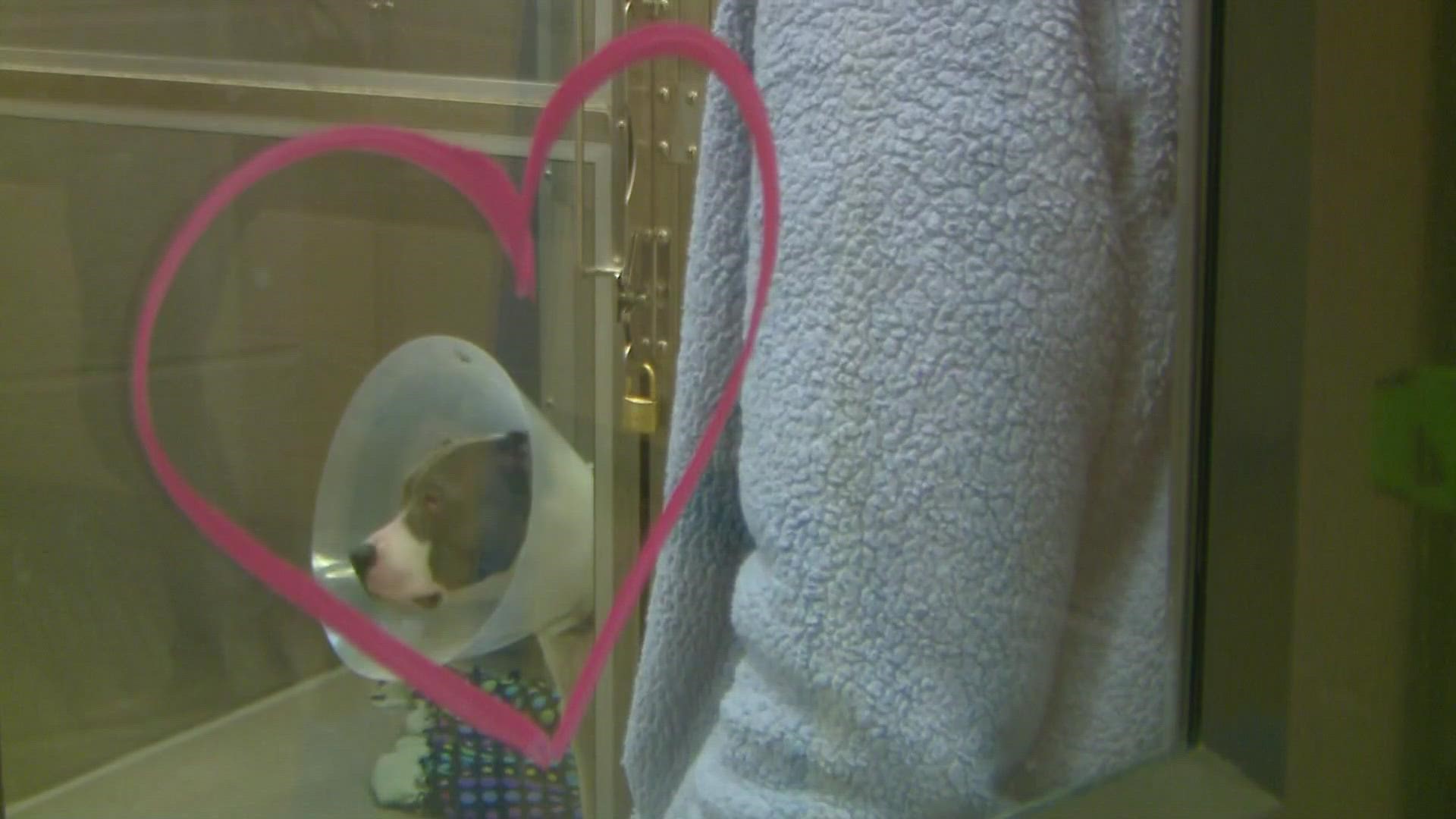 The event raised money that goes toward taking care of Denver's homeless pets.