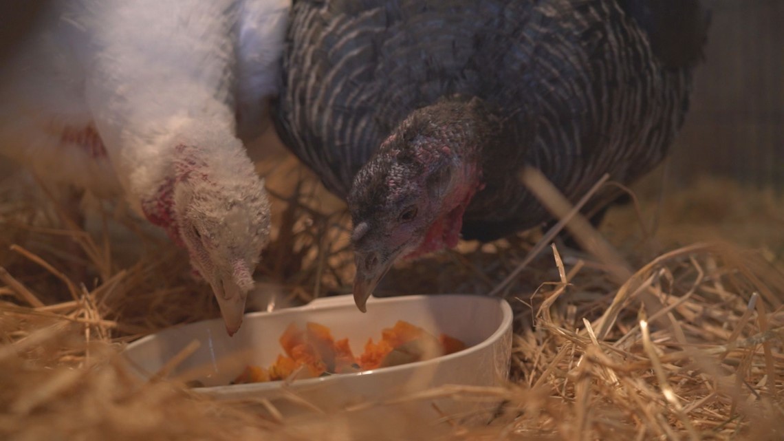 Thornton Farm Treats Turkeys To Thanksgiving Feast 