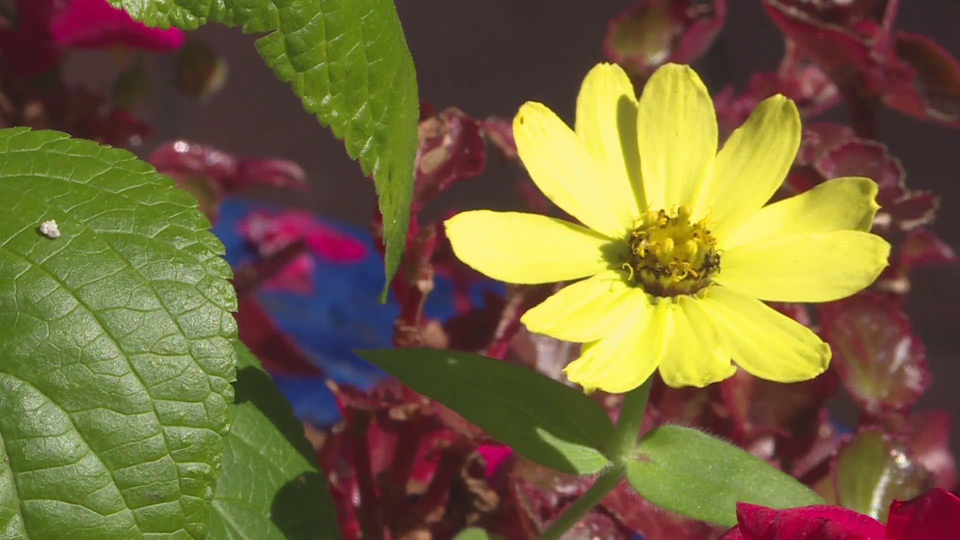  While some plants seem impervious to heat, others may experience stress. 