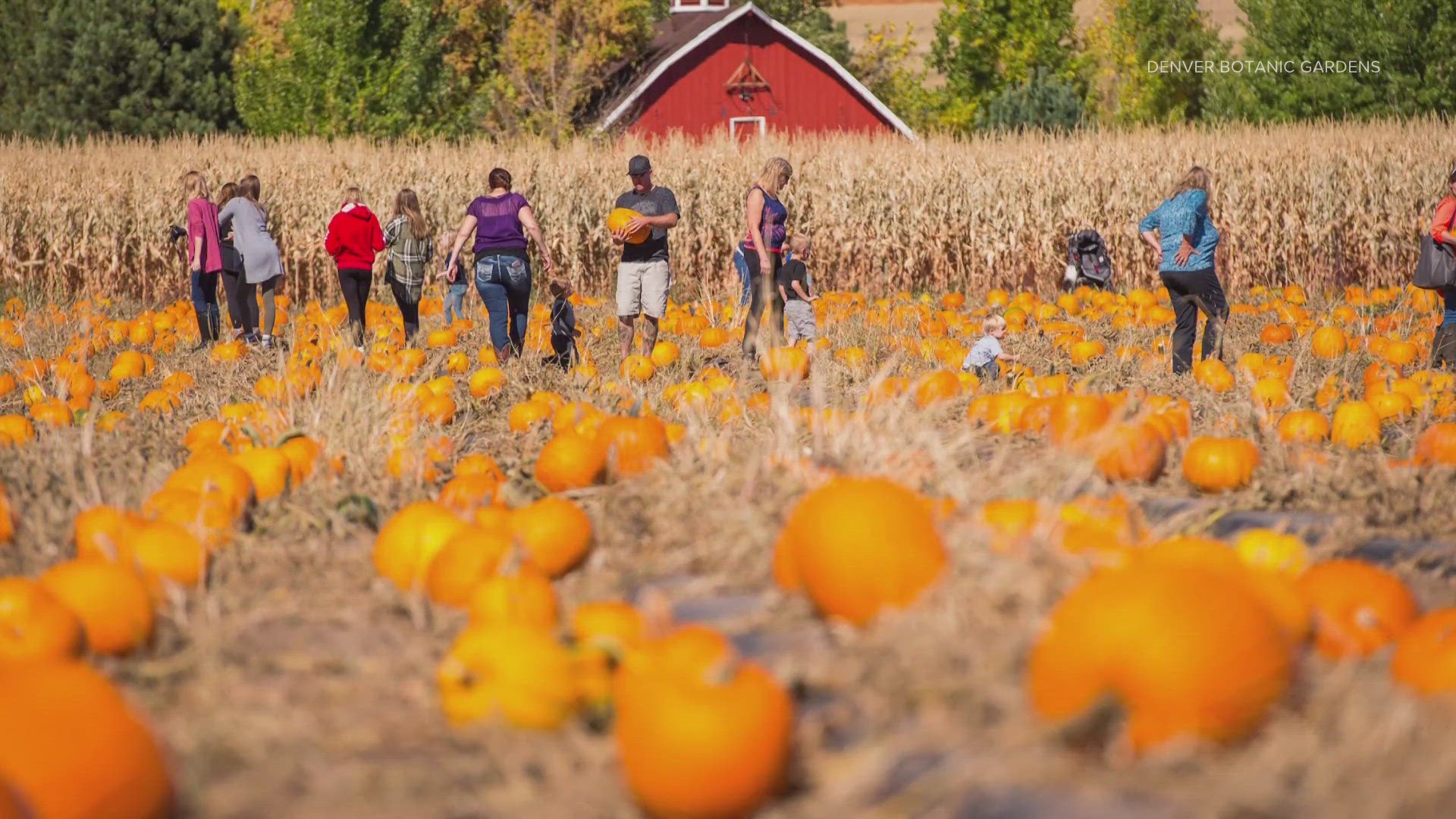 The Fall Festival at Chatfield Farms features ghosts, goblins, pumpkin patches, and corn mazes.