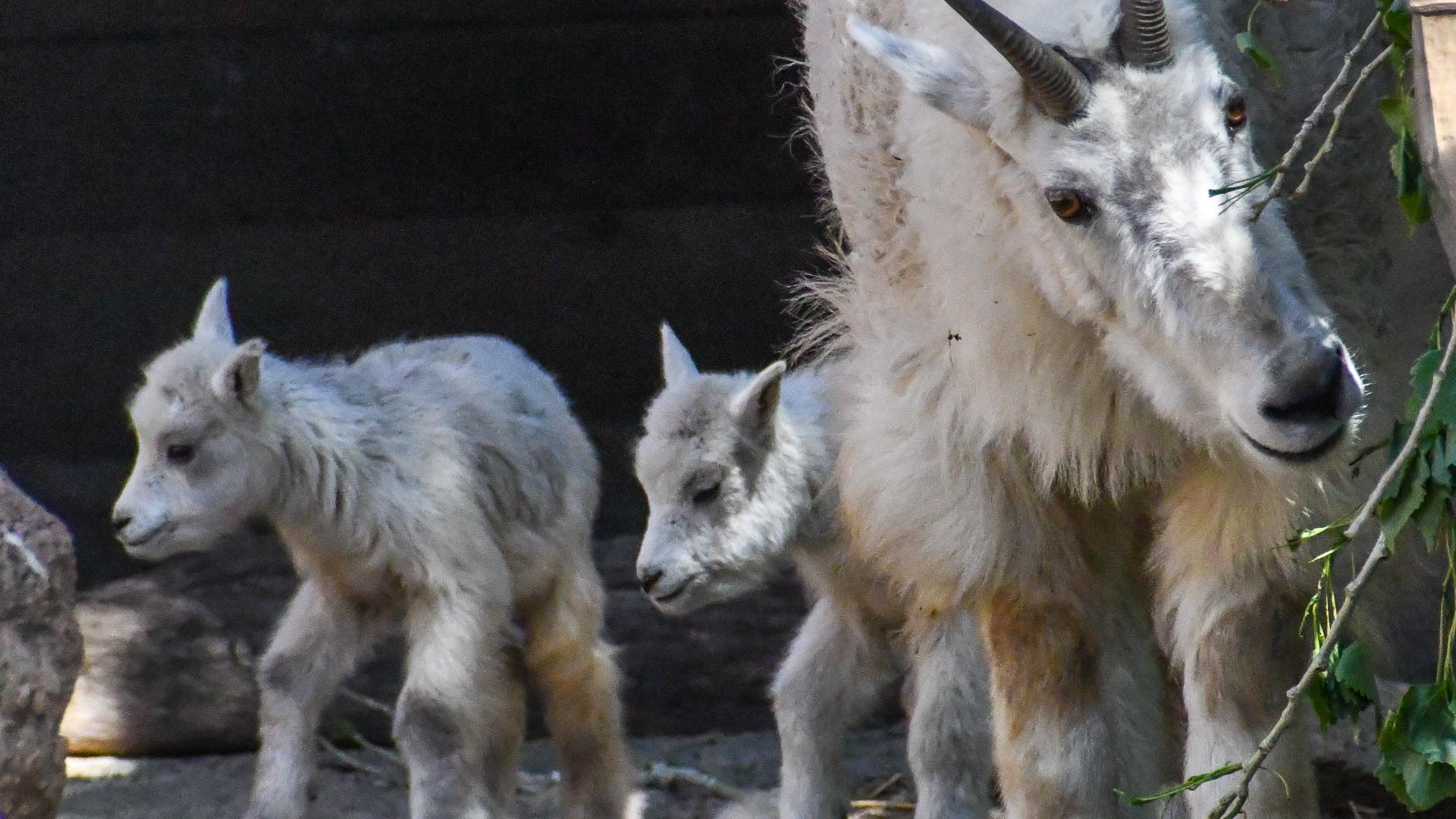 Rocky Mountain goat babies born at Cheyenne Mountain Zoo | 9news.com