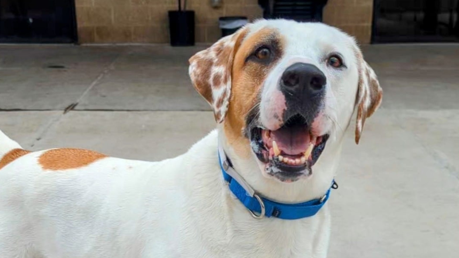 Denver Animal Shelter Sees Alarming Spike In Dogs Surrendered 9news Com   B5f8a8bd 9e15 44b7 9925 2e119f91f08c 1920x1080 