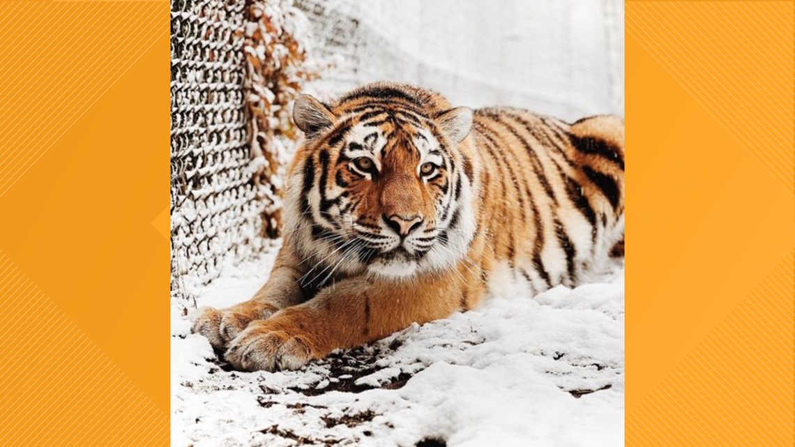 10-Week-Old Tiger Cub Dies at Zoo After Mysterious Seizure: Heartbreaking