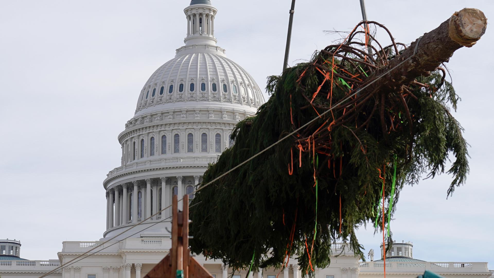 US Capitol Christmas Tree in Colorado on Veterans Day Monday