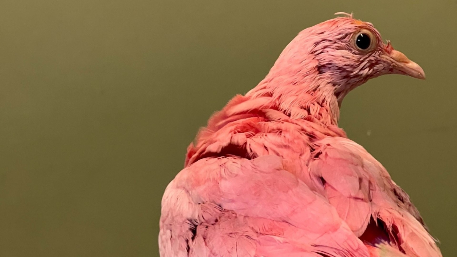 flamingo-the-pigeon-has-died-from-toxins-used-to-dye-him-pink-9news