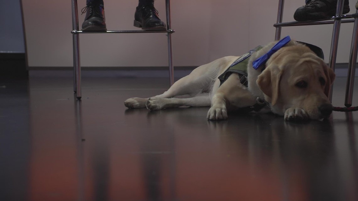 'Canine Partners of the Rockies' working to train the next generation of service dogs