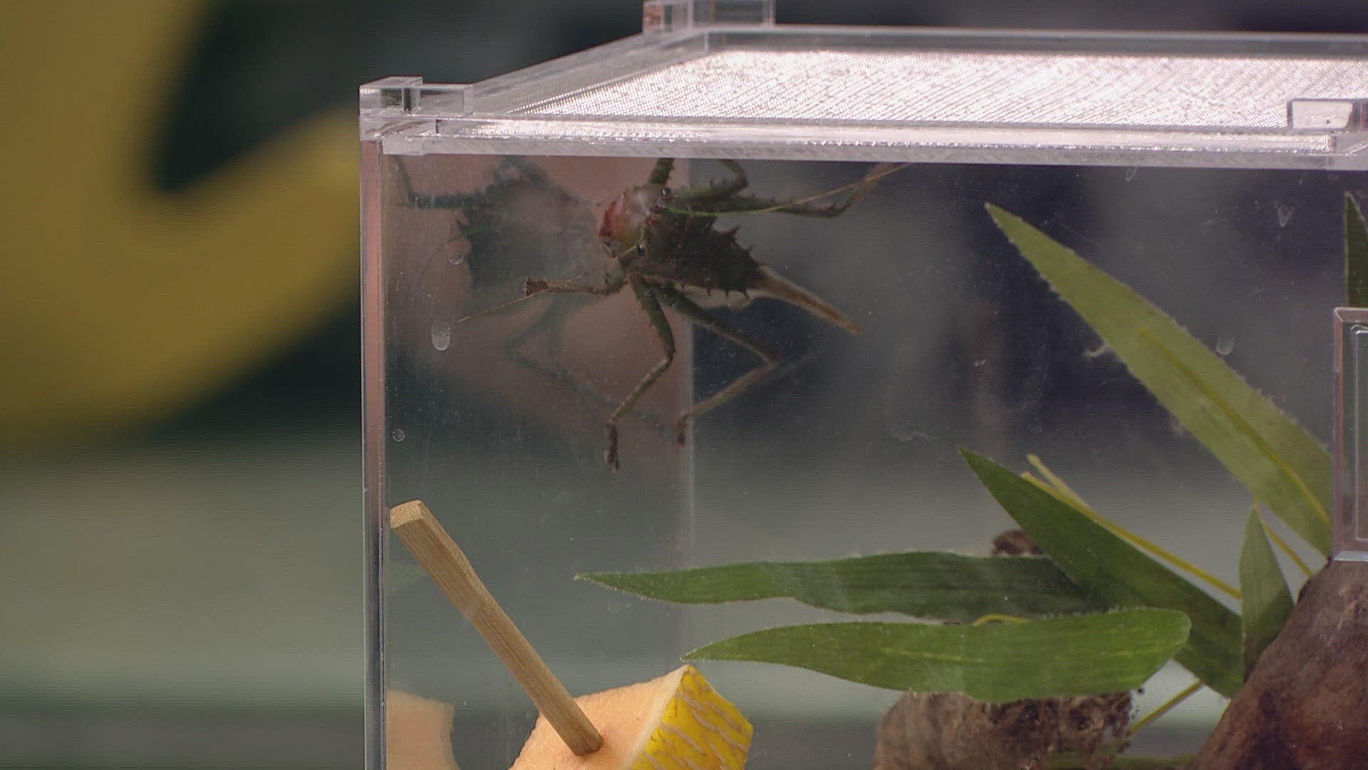 The Dragon-headed katydid is one of many insects that will be featured during the Butterfly Pavilion's Insectival bug bash event this weekend. 