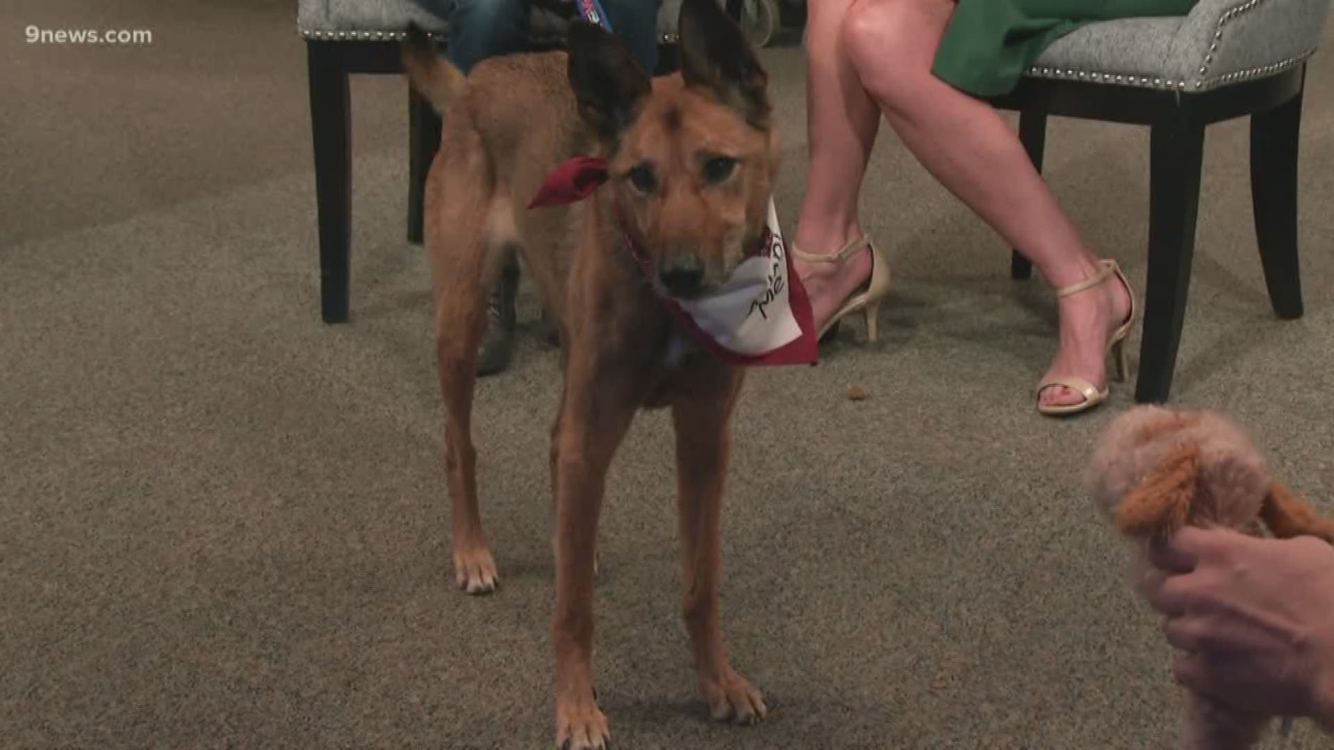 Edith is an 8-year-old Basenji mix at the Denver Animal Shelter. She's looking for an adult-only home where she can be the only dog. She loves toys and walks.