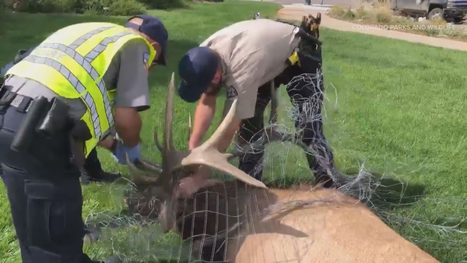 Colorado Parks and Wildlife officers removed about 30 feet of fencing that was tangled around the antlers of a bull elk in Estes Park Tuesday.