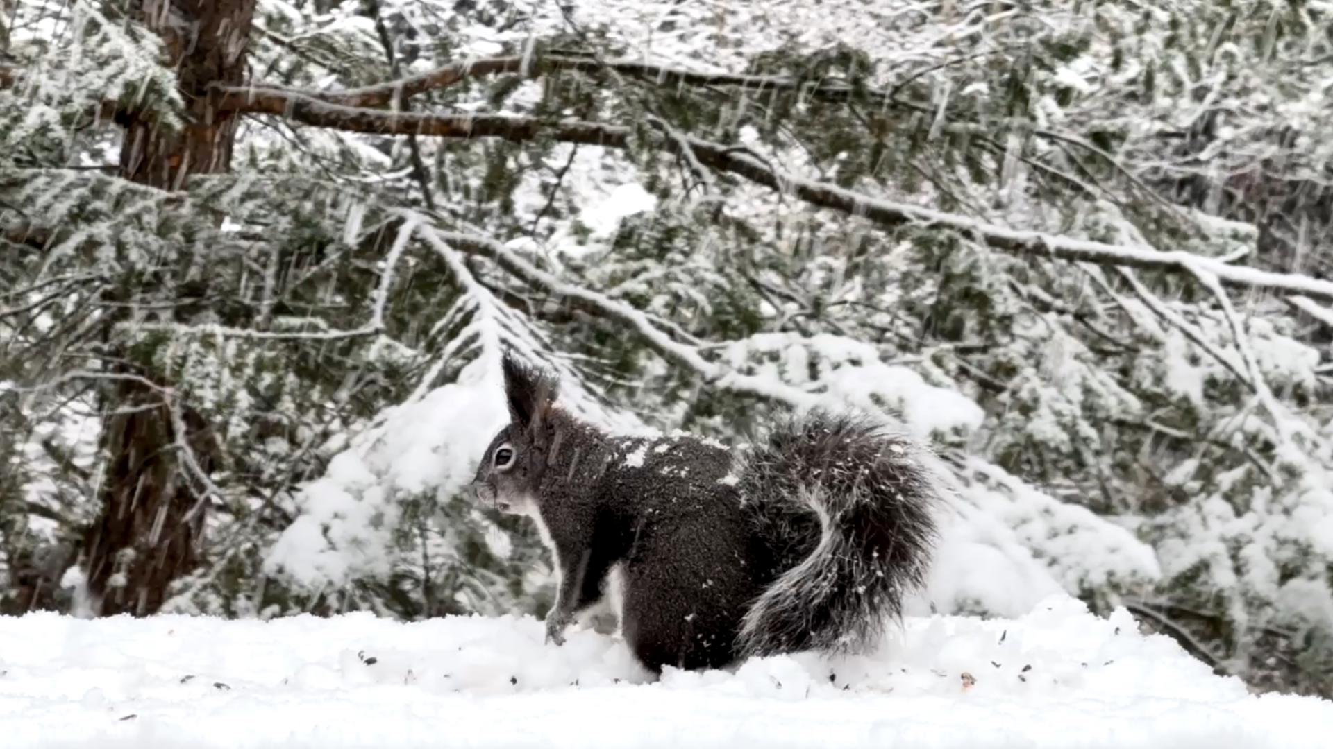 Viewer Marsha Hobert sent 9NEWS this time-lapse video of a squirrel playing in the Glen Haven snow.