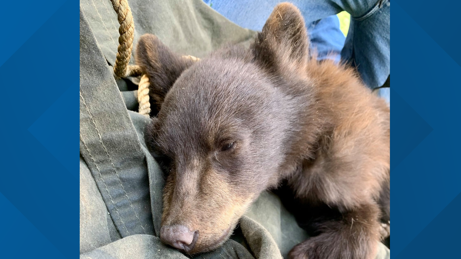 Bear cub rescued after running acrosss six lanes of I-25 | 9news.com