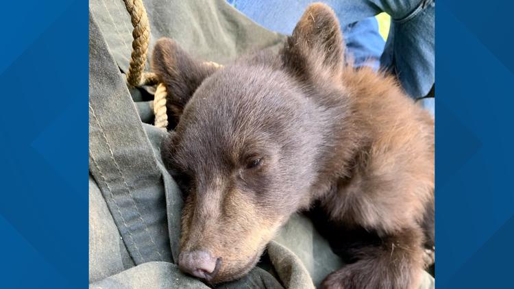 Bear Cub Rescued After Running Acrosss Six Lanes Of I 25 9news Com