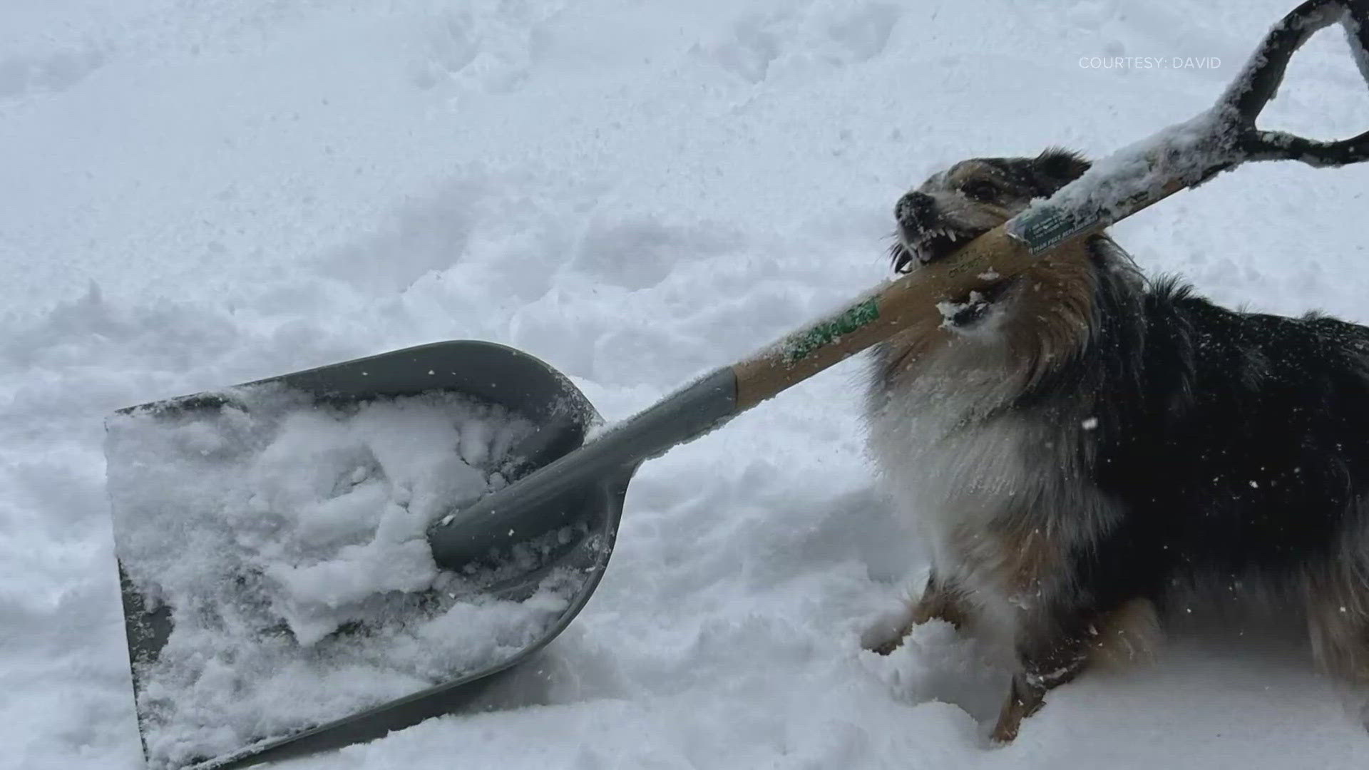 For a third day, many are shoveling snow, including one man's dog.