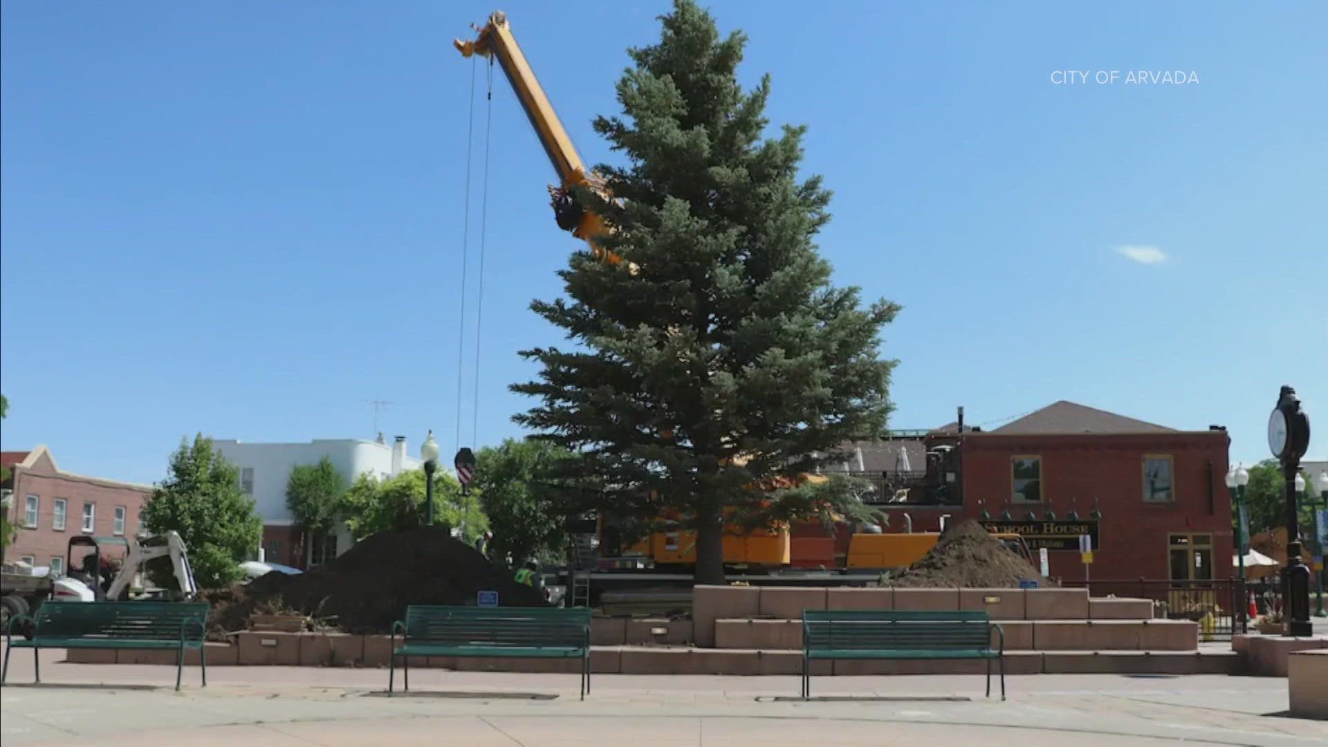 Olde Town Arvada Christmas tree to be lit tomorrow
