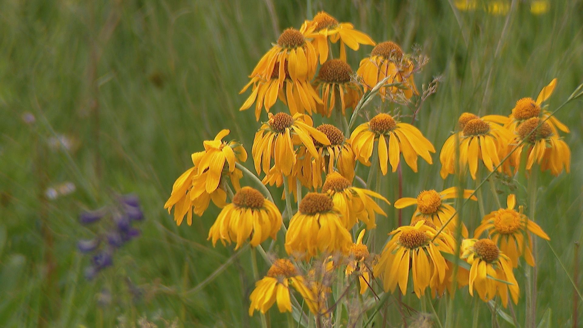9 amazing wildflower hikes that you can do close to Denver