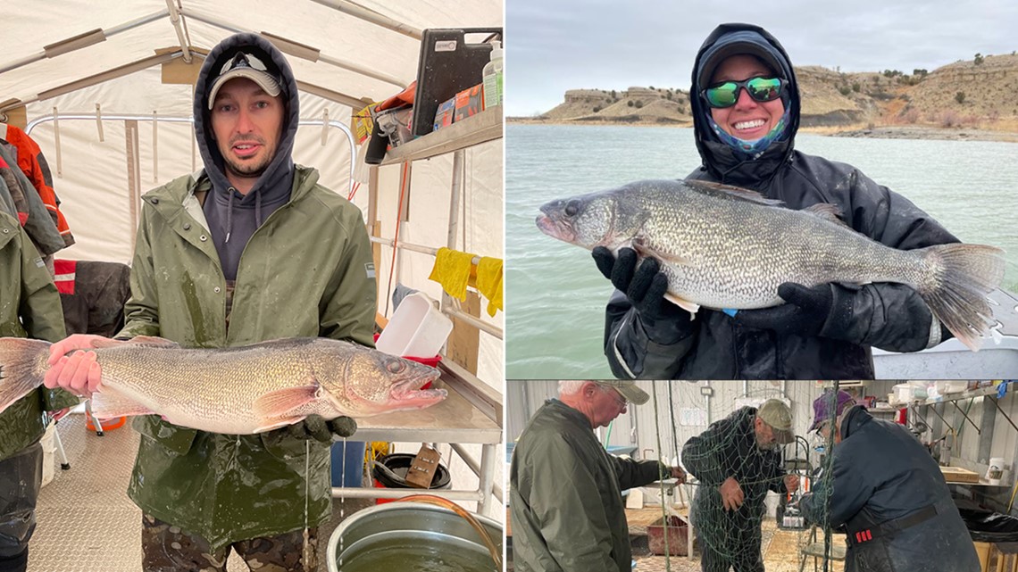 Colorado biologists collect 132 million walleye eggs in 18 days
