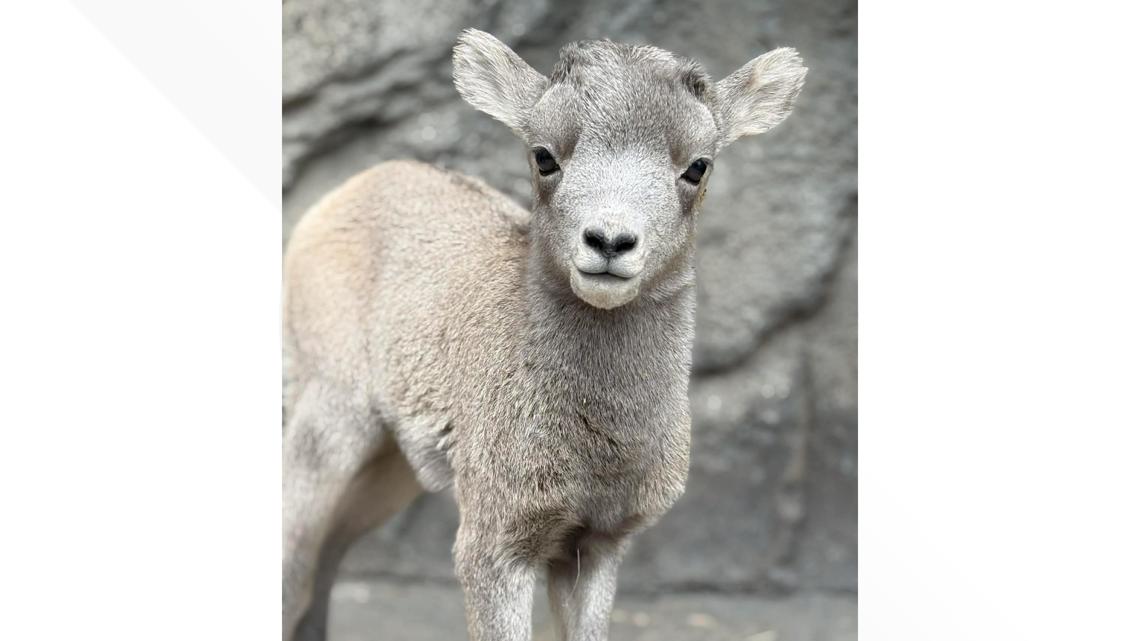 Zoo baby alert! Two bighorn sheep lambs born at Denver Zoo