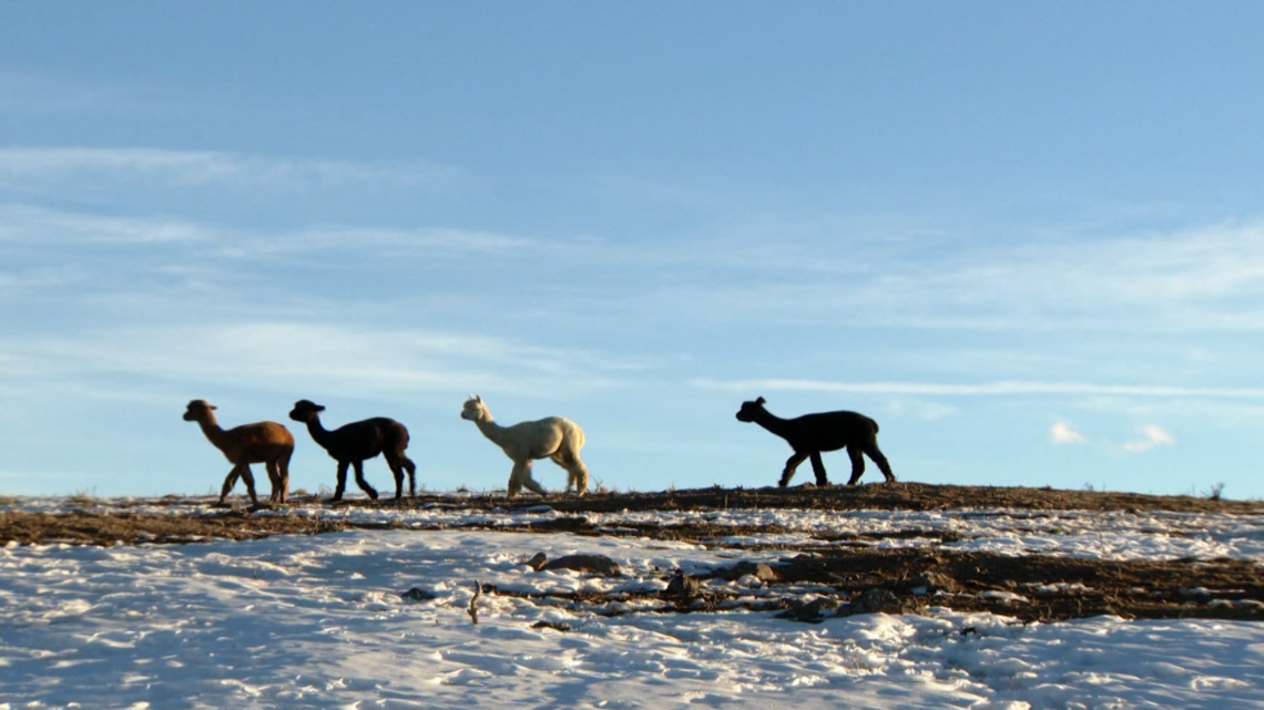 Tenacious Unicorn Ranch a safe haven for trans community, alpaca