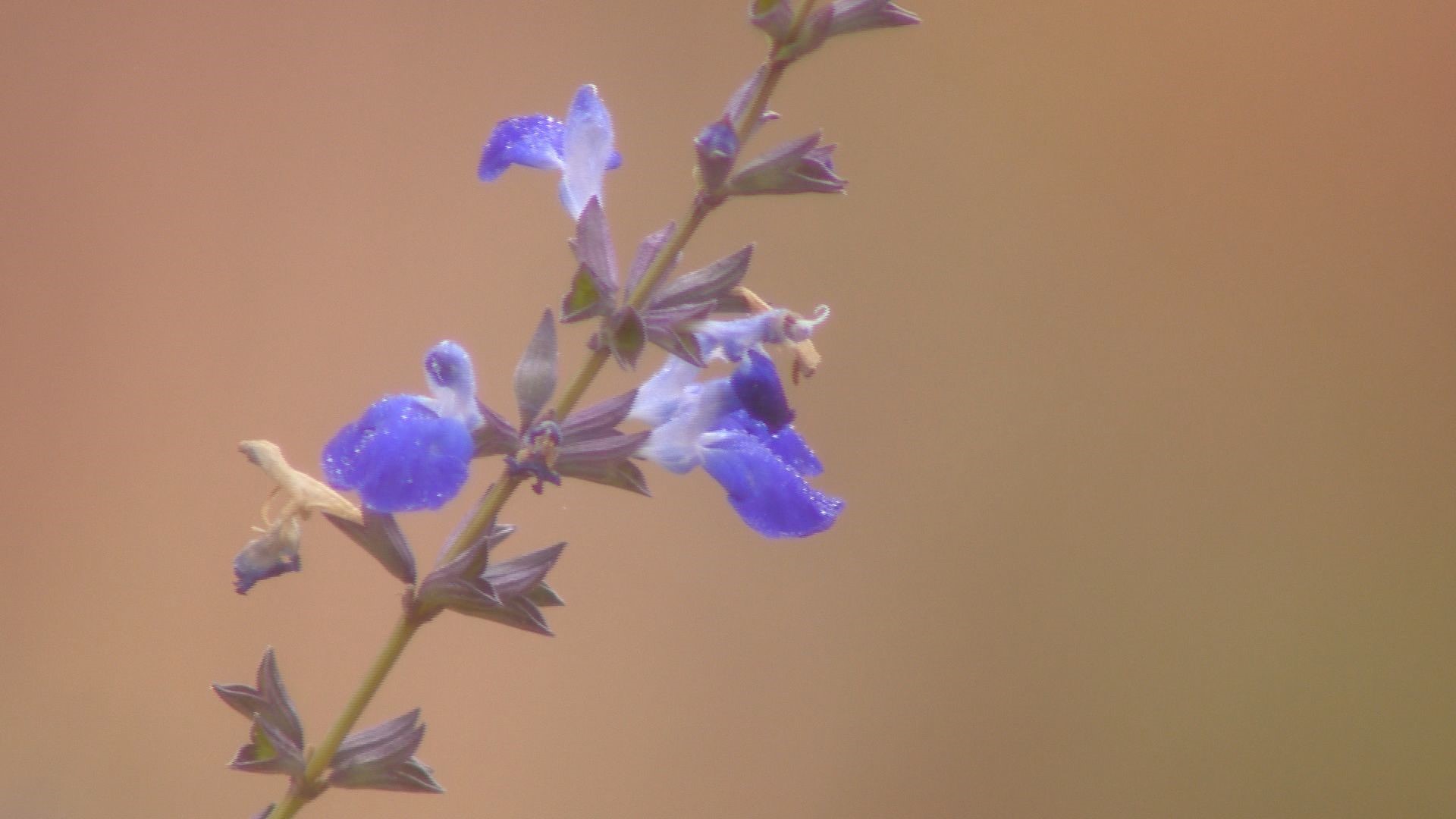 SummerHome Garden Brings Peace To Wash Park Neighborhood | 9news.com