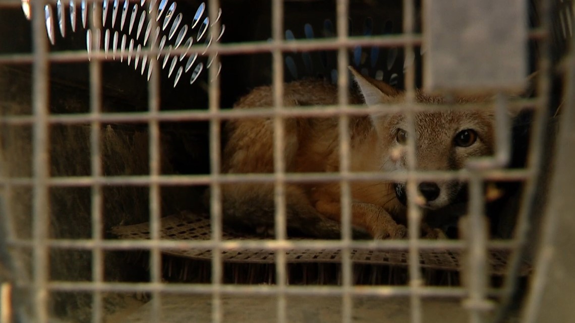 Colorado helps another Western state to repopulate prairie animal ...