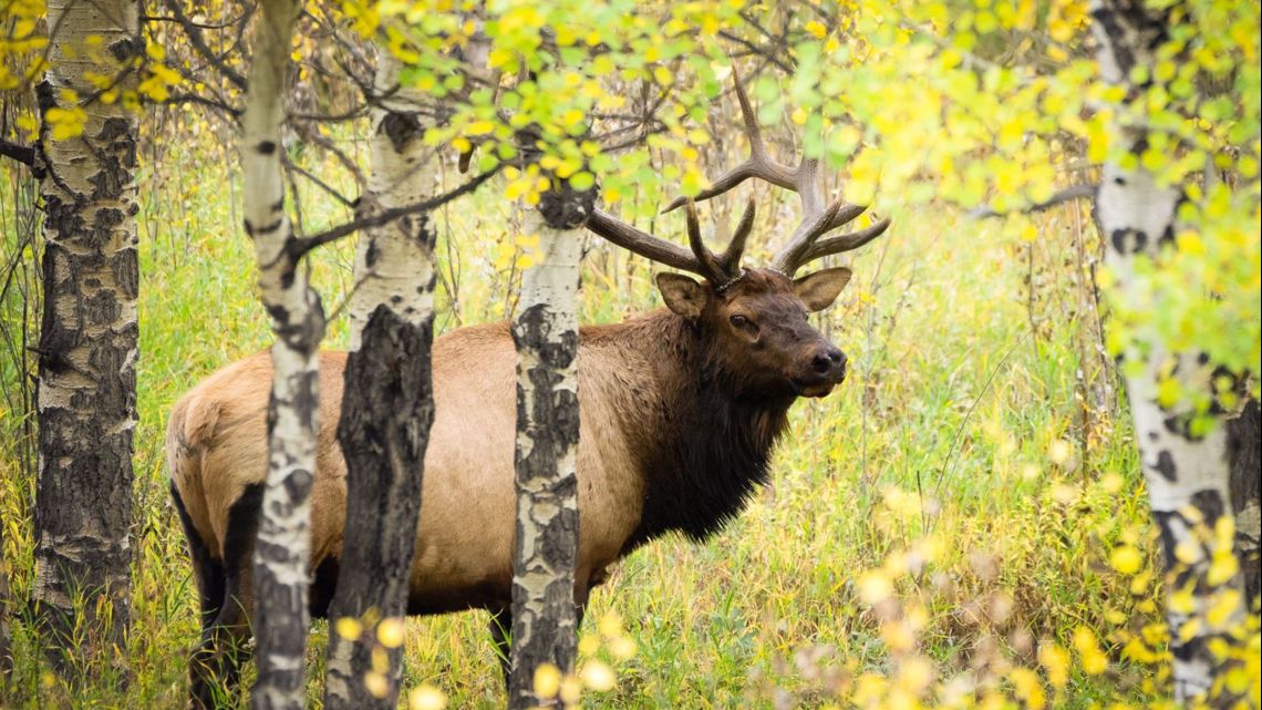 Colorado big game application licenses go on sale March 1, 2023