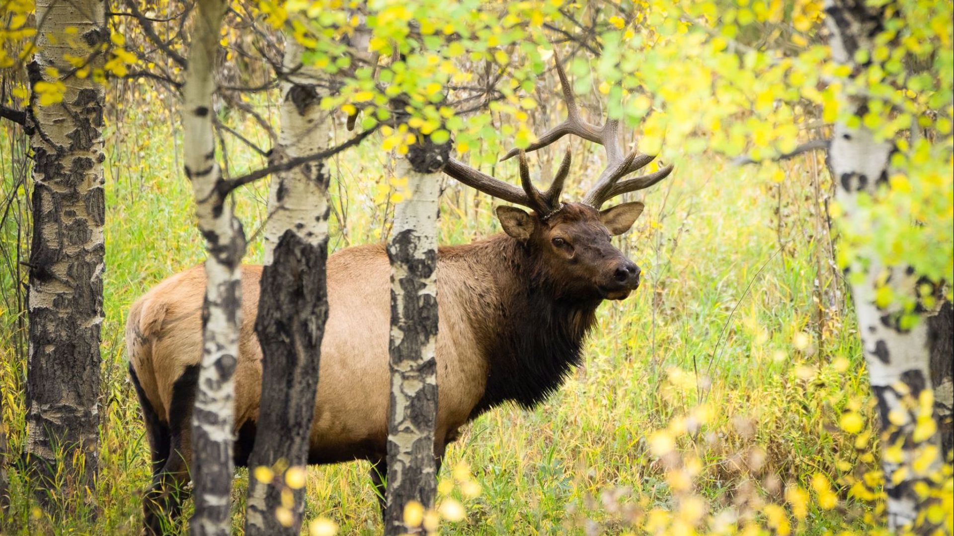 Are timed entry permits required at Rocky Mountain National Park?