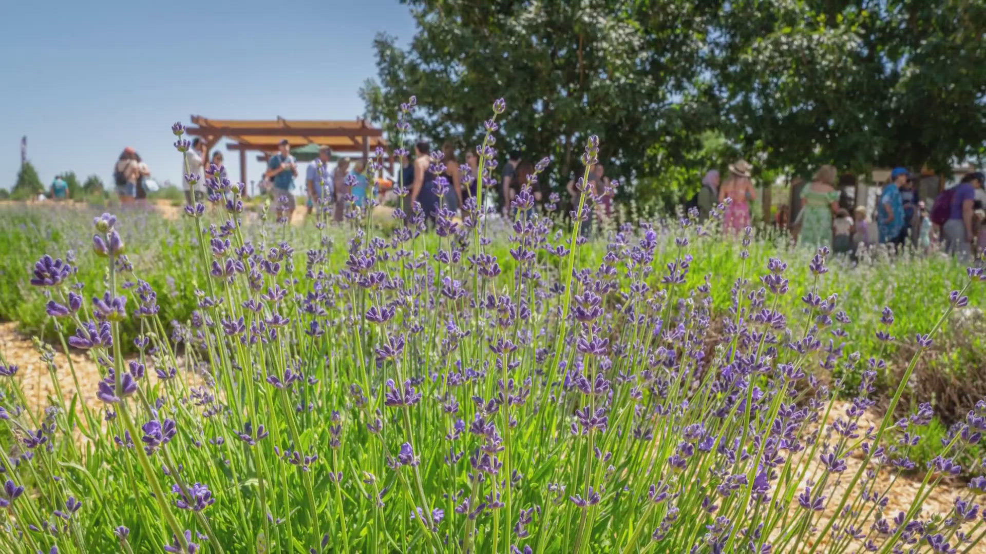 Denver Botanic Gardens Chatfield Farms is getting ready its annual Lavender Festival this weekend, which features 2,000 lavender plants, lavender products and more.