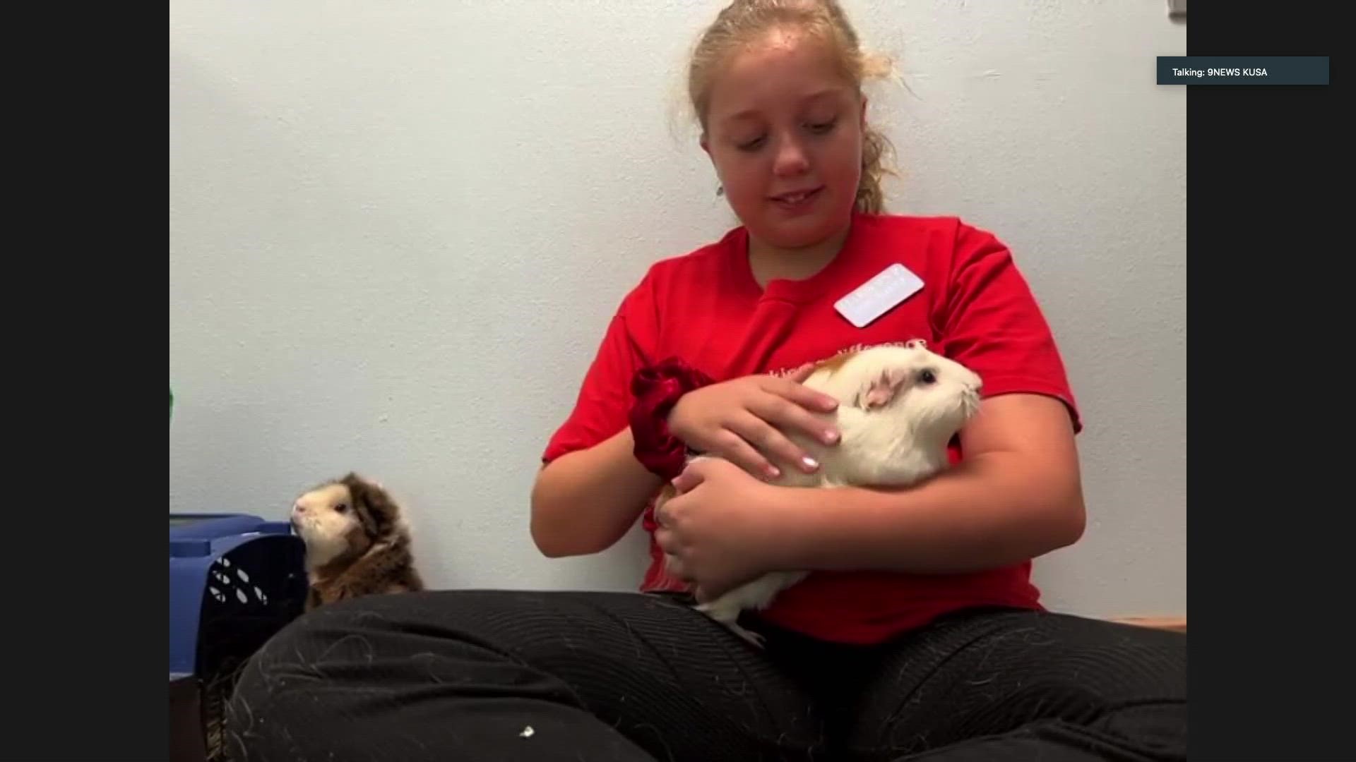 Betty and Bonnet are two guinea pigs up for adoption at the Longmont Humane Society.