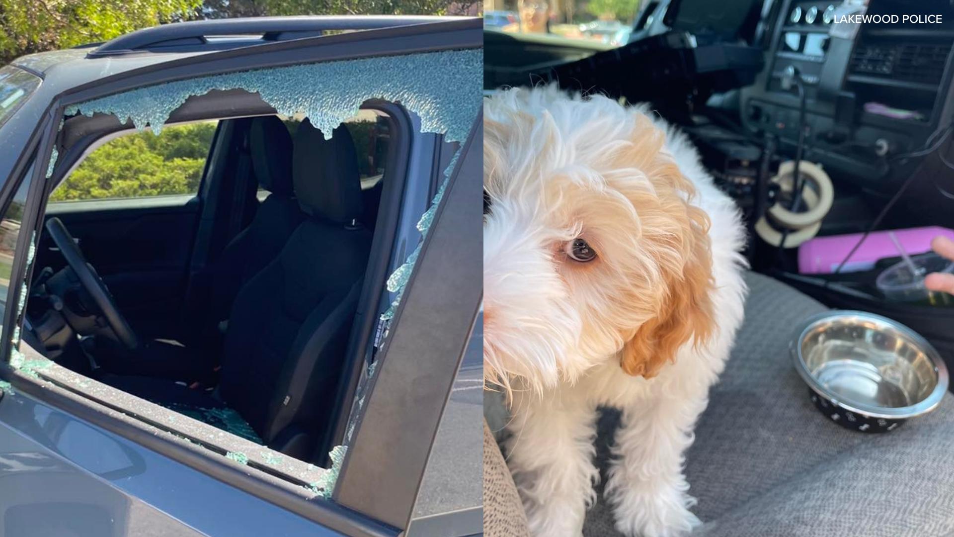 Lakewood Police rescue puppy from hot car | 9news.com