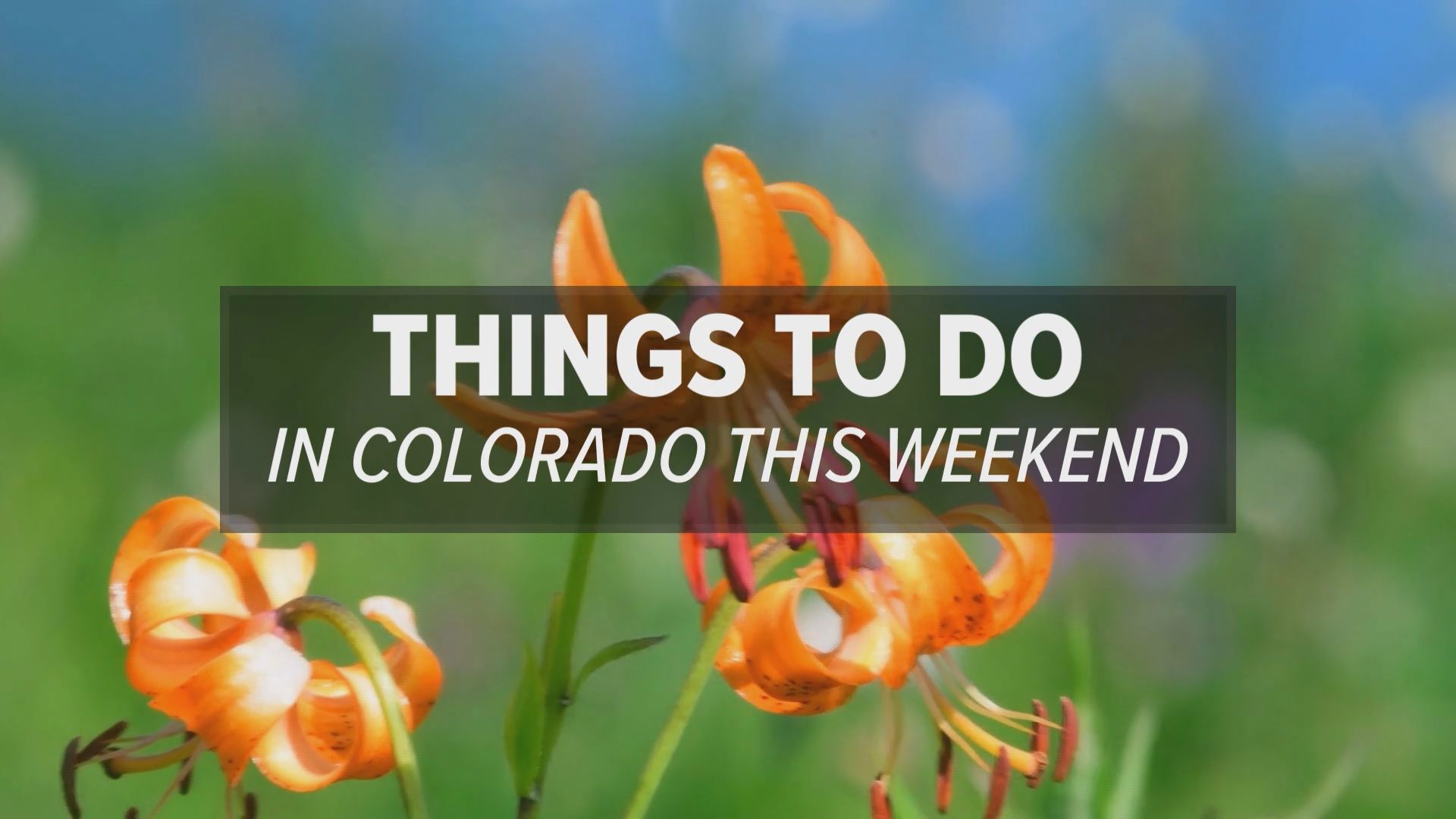 Cat, art, tattoo, and wood-carving festivals, concerts and live events are planned throughout Colorado this July weekend.
