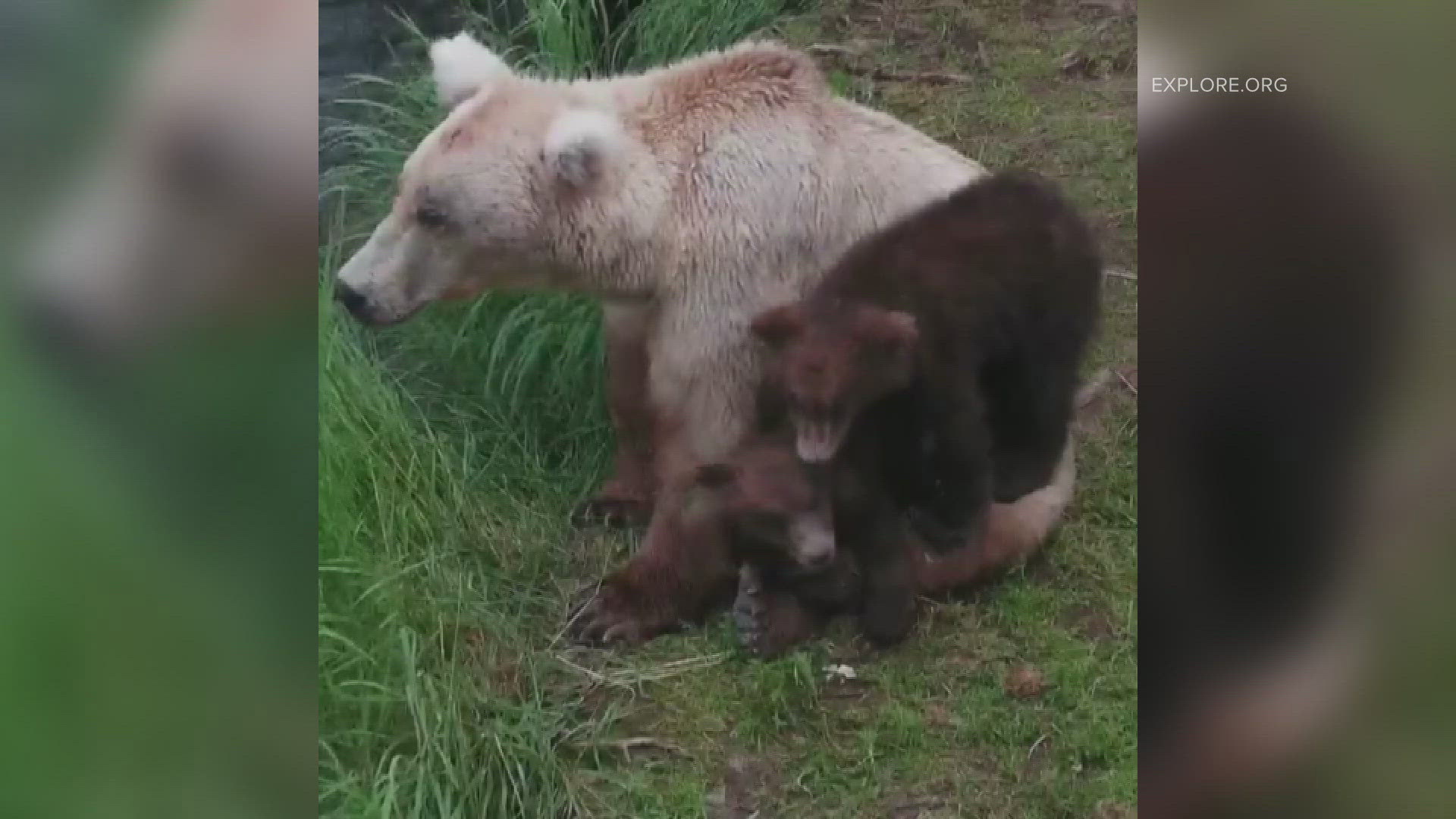 This year is Grazer's second win in a row. She defeated a bear named Chunk by more than 40,000 votes.