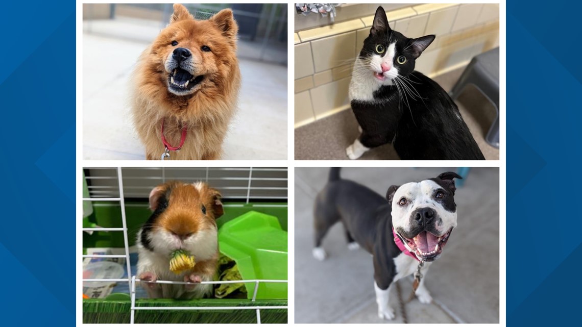 Denver Animal Shelter reduces adoption fee amid ‘capacity crisis’