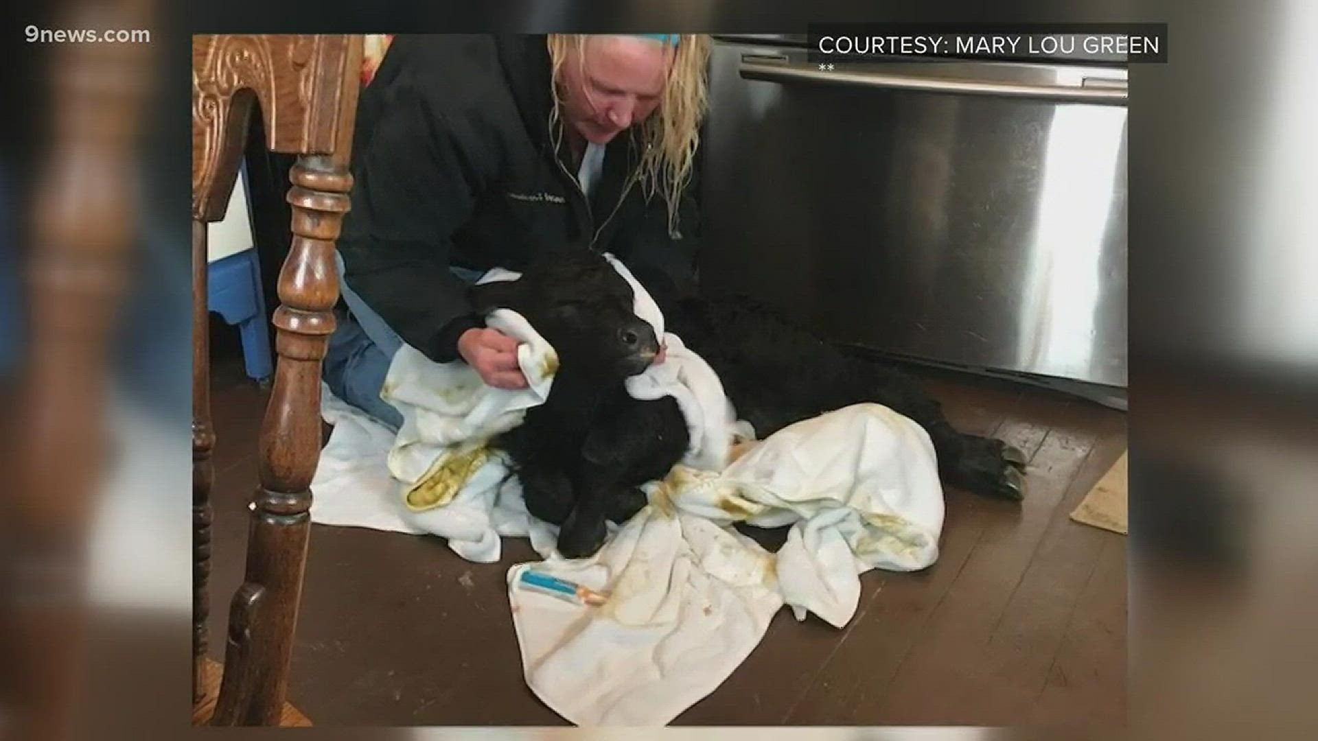 A calf that was born at a Fort Lupton ranch during the heart of Wednesday's blizzard was brought into the kitchen to warm up.