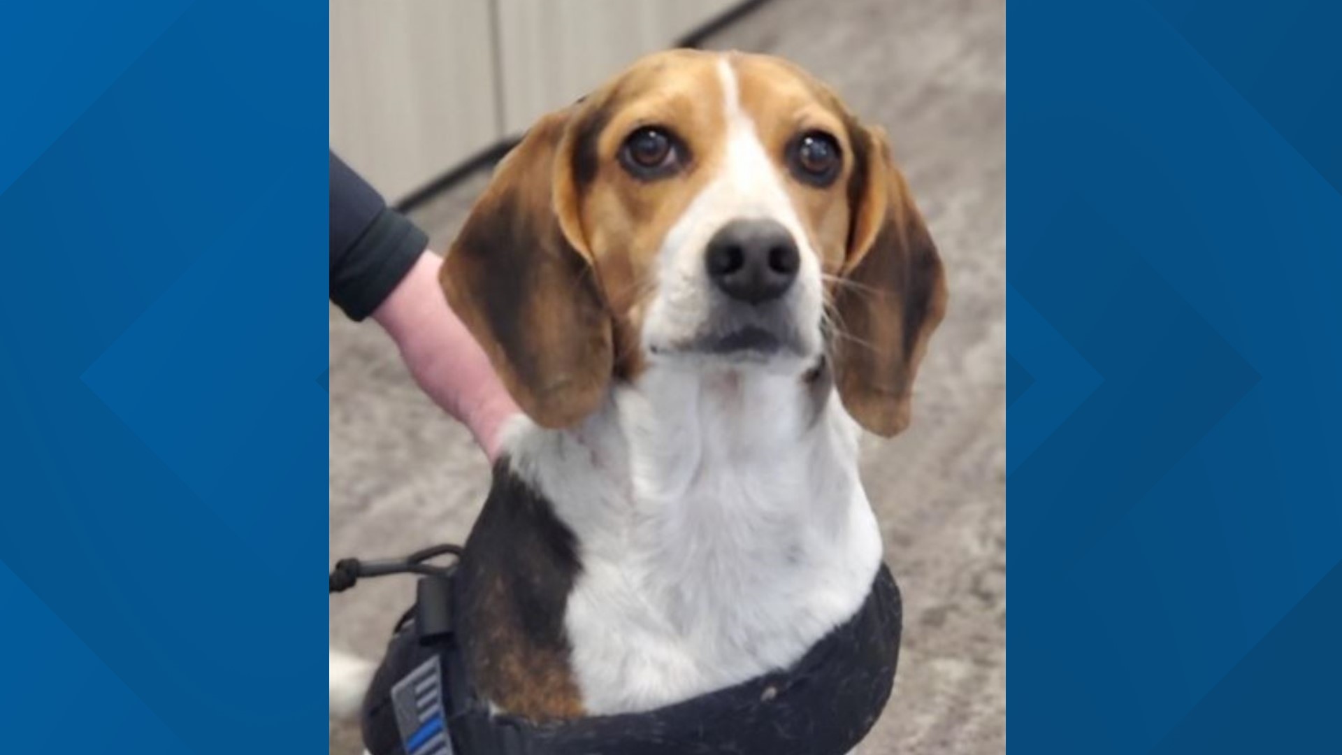 Meet the new Avon police K9 Help name the pup