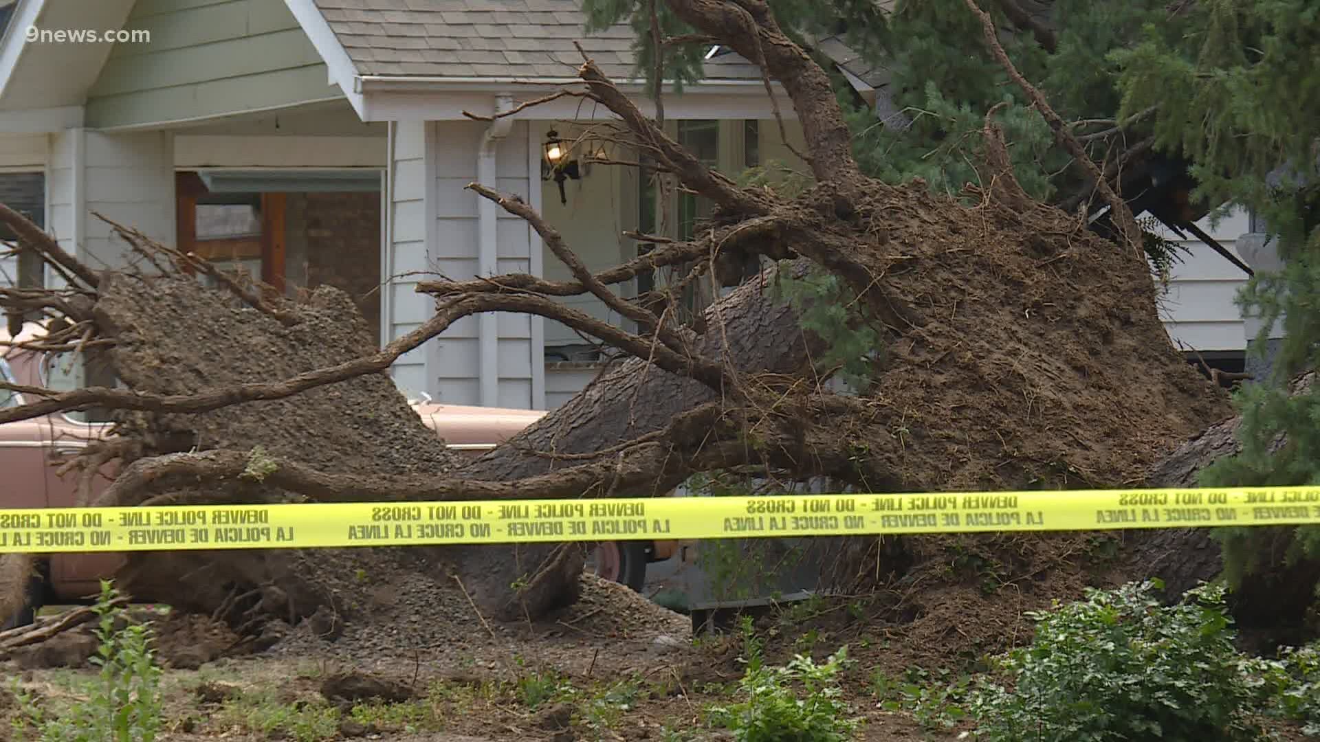 Heavy winds damage power lines, trees in University Hills area | 9news.com