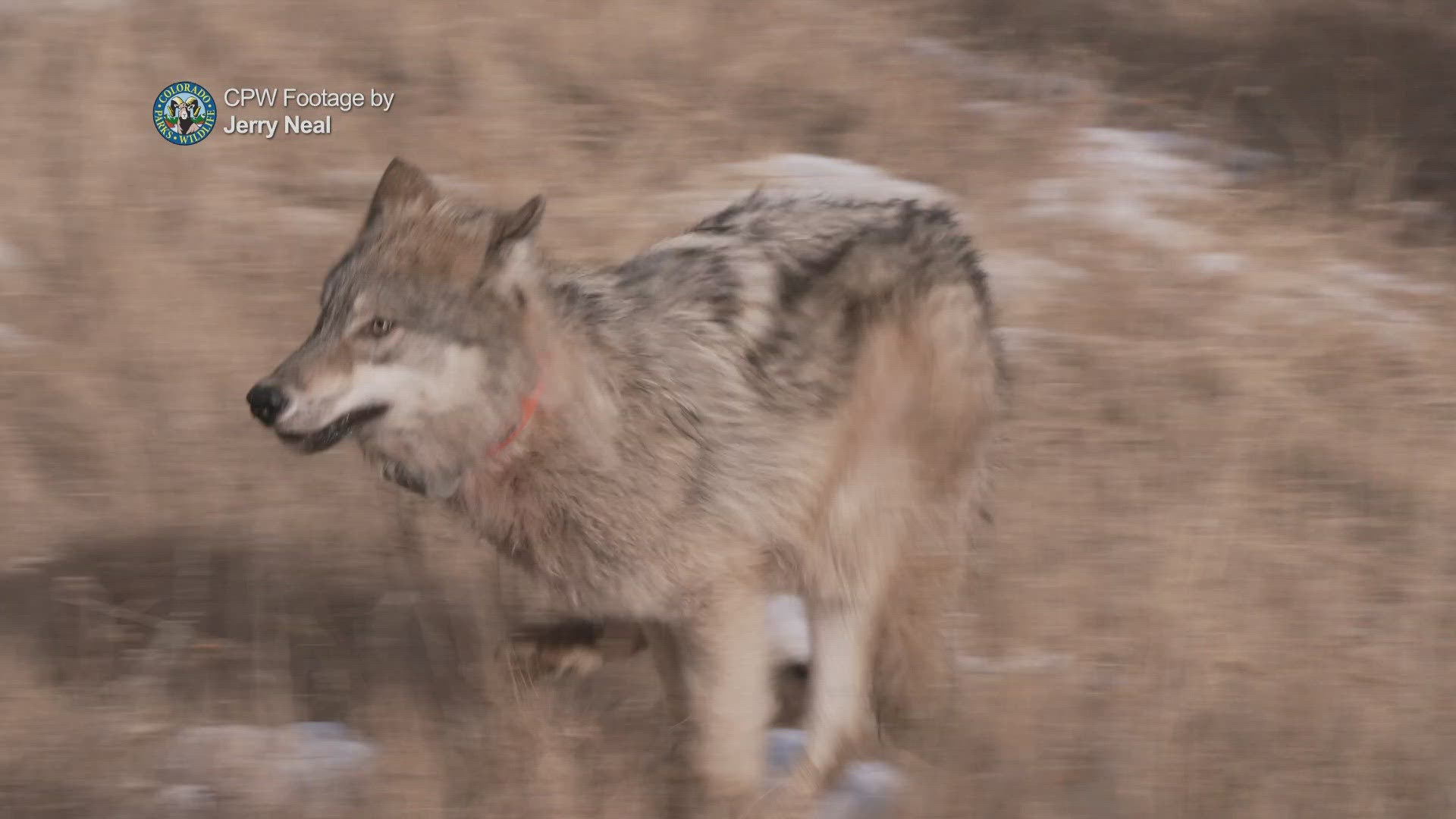 Two ranching organizations filed a federal lawsuit to halt gray wolf reintroduction. After Colorado reintroduced wolves, the plaintiffs dismissed their lawsuit.