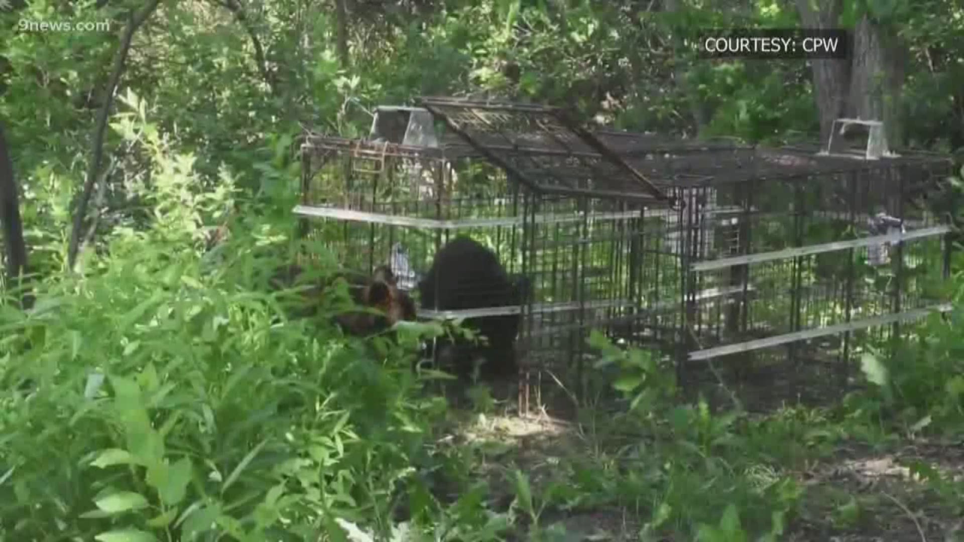 The bear was found dead Friday morning after a resident reported hearing gunshots the day before. 2 orphaned cubs were taken to a rehabilitation center in Del Norte.